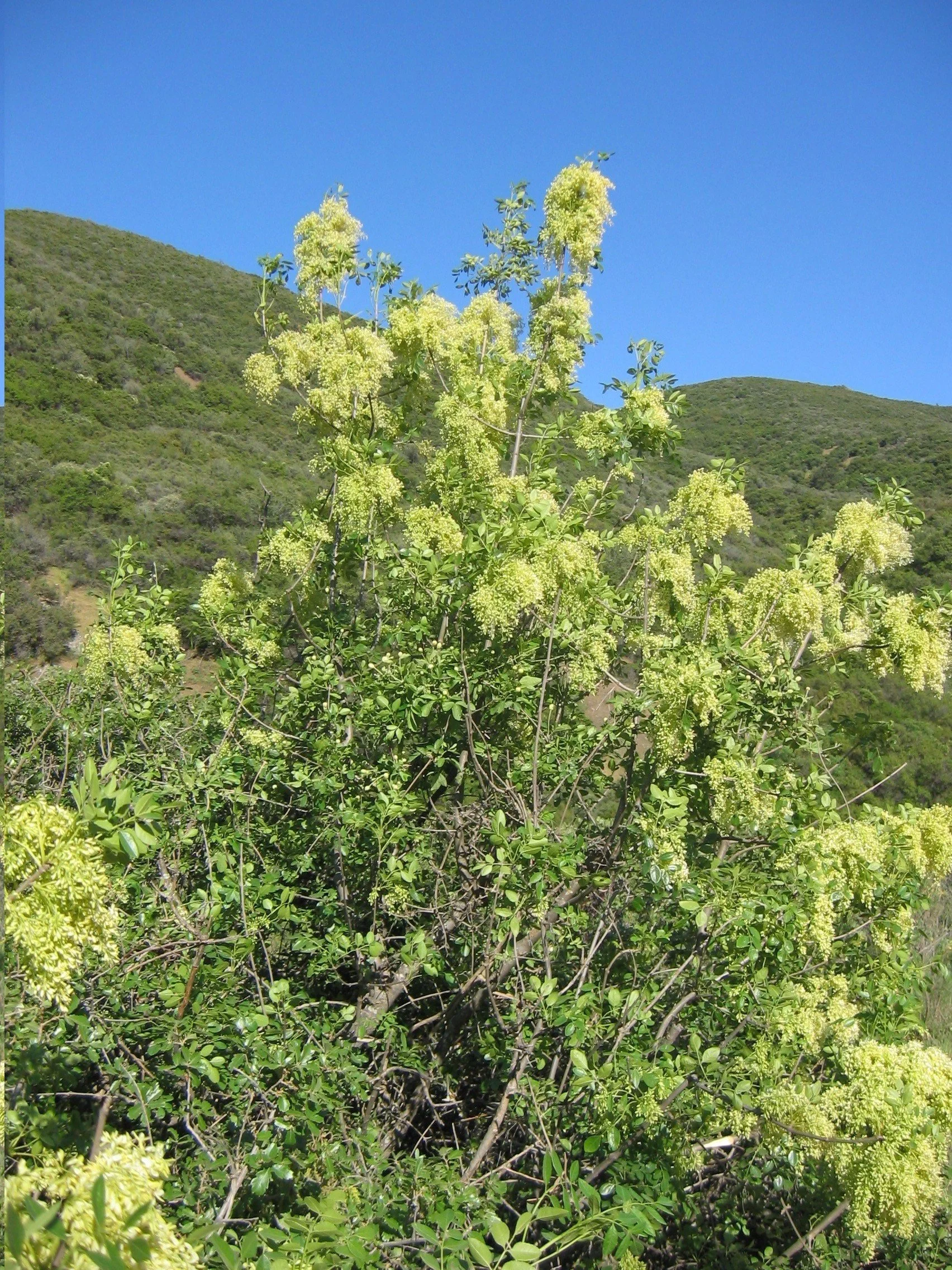 Blue Elderberry
