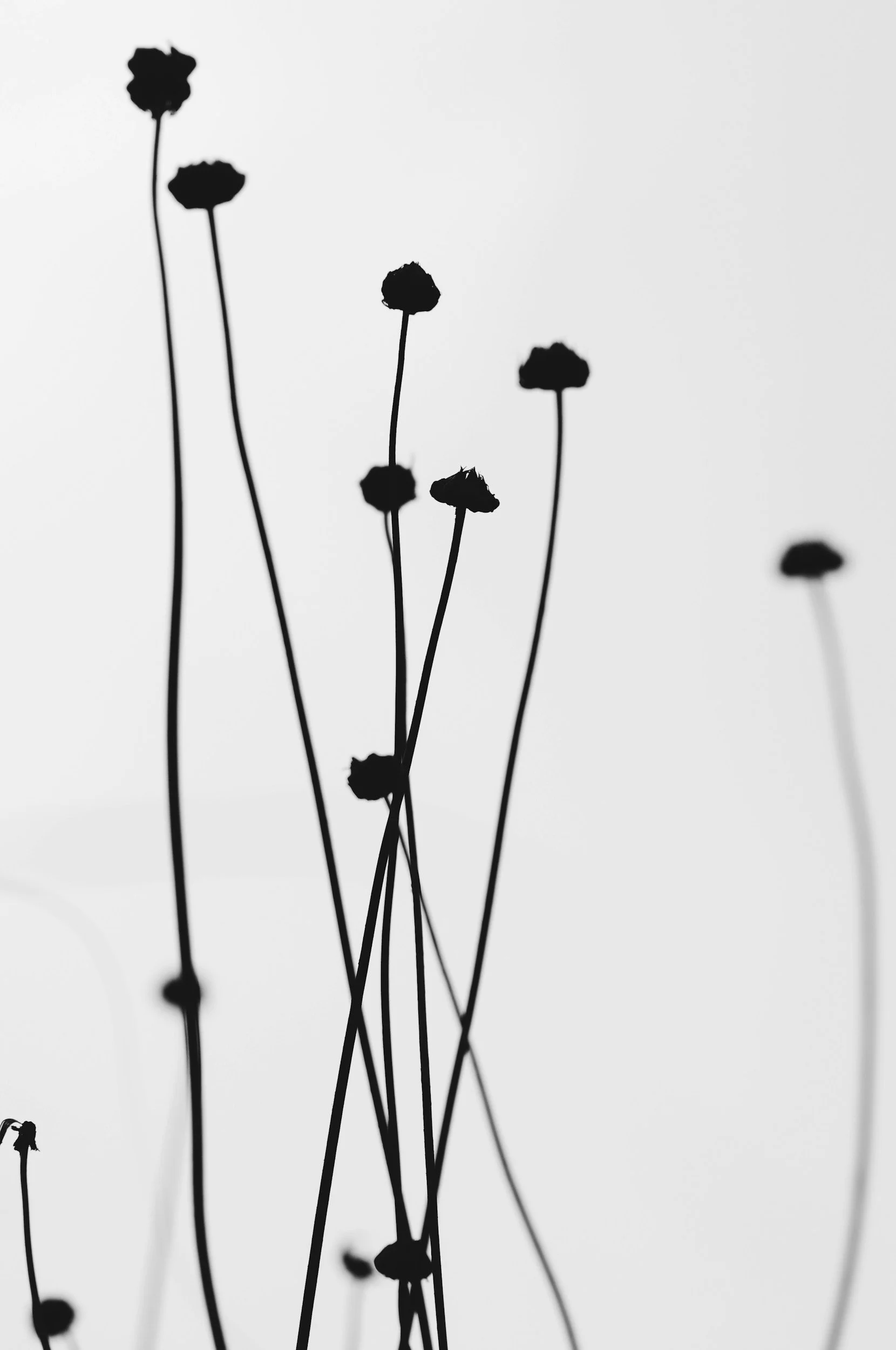 Black and white silhouette of thin, tall plant stems with small rounded flower heads against a light gray background.
