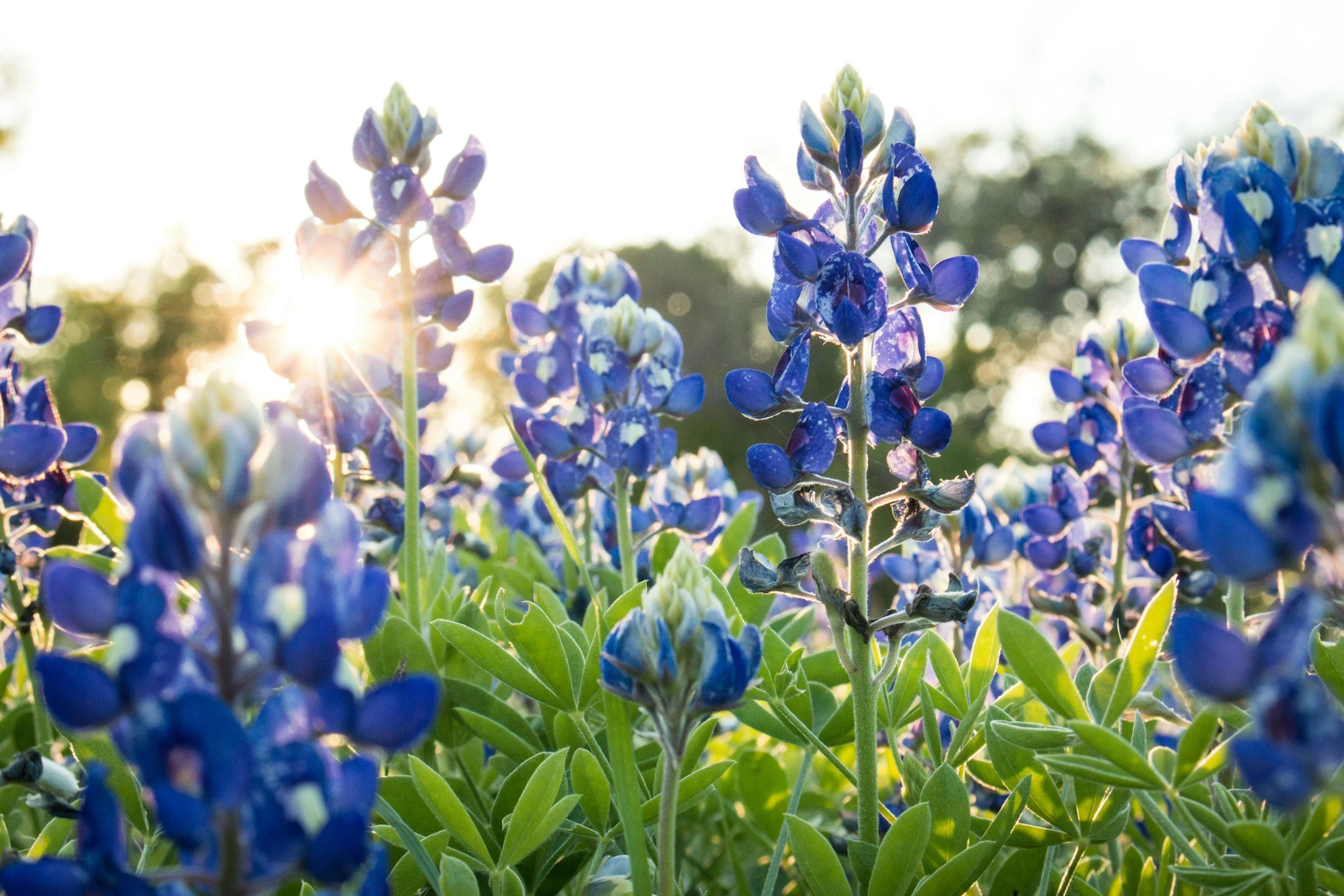 Bluebonnet flowers with green leaves under sunlight, with a bright sun flare and blurred trees in the background.