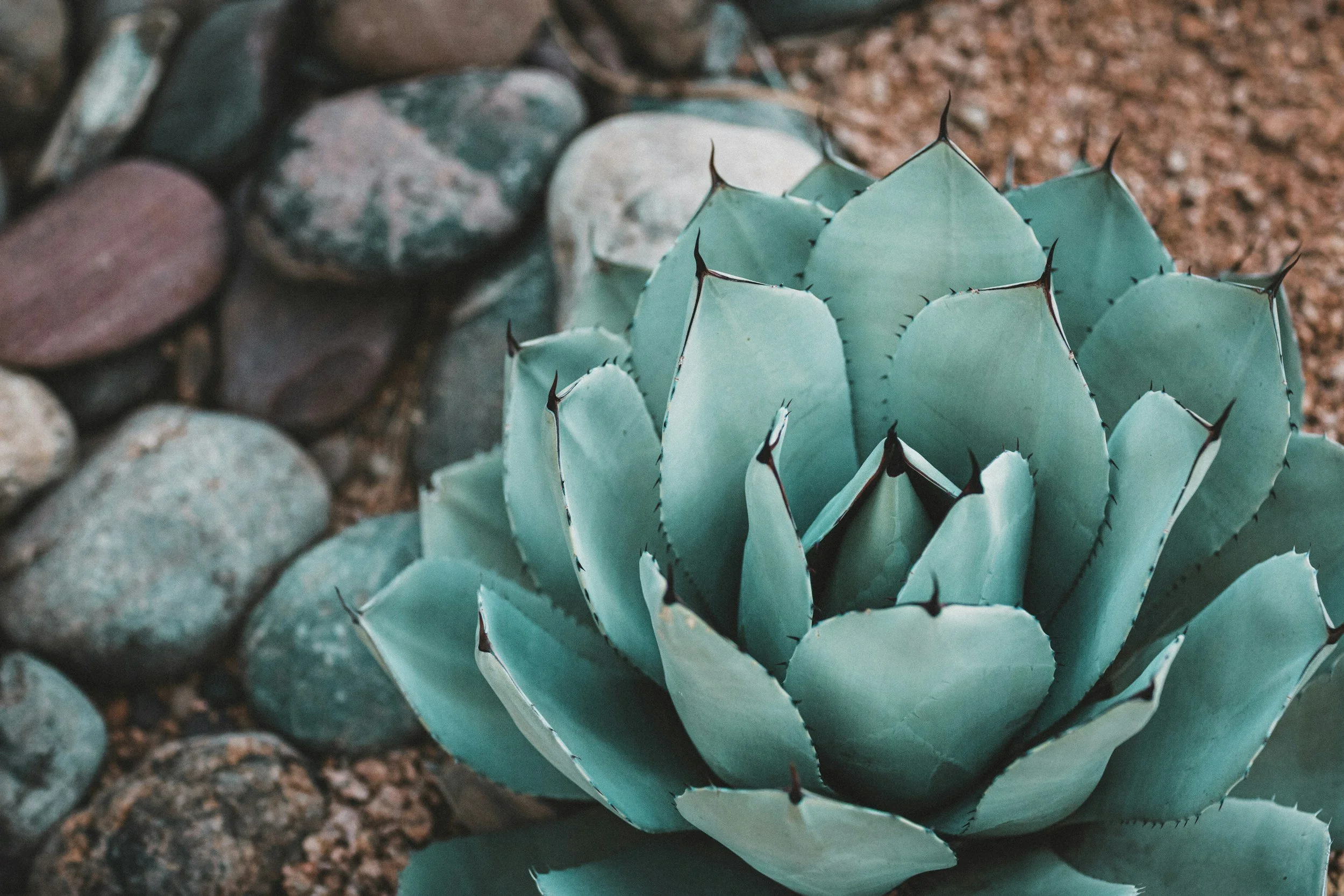 A close-up of a green succulent plant with pointed leaves, surrounded by rocks and soil.