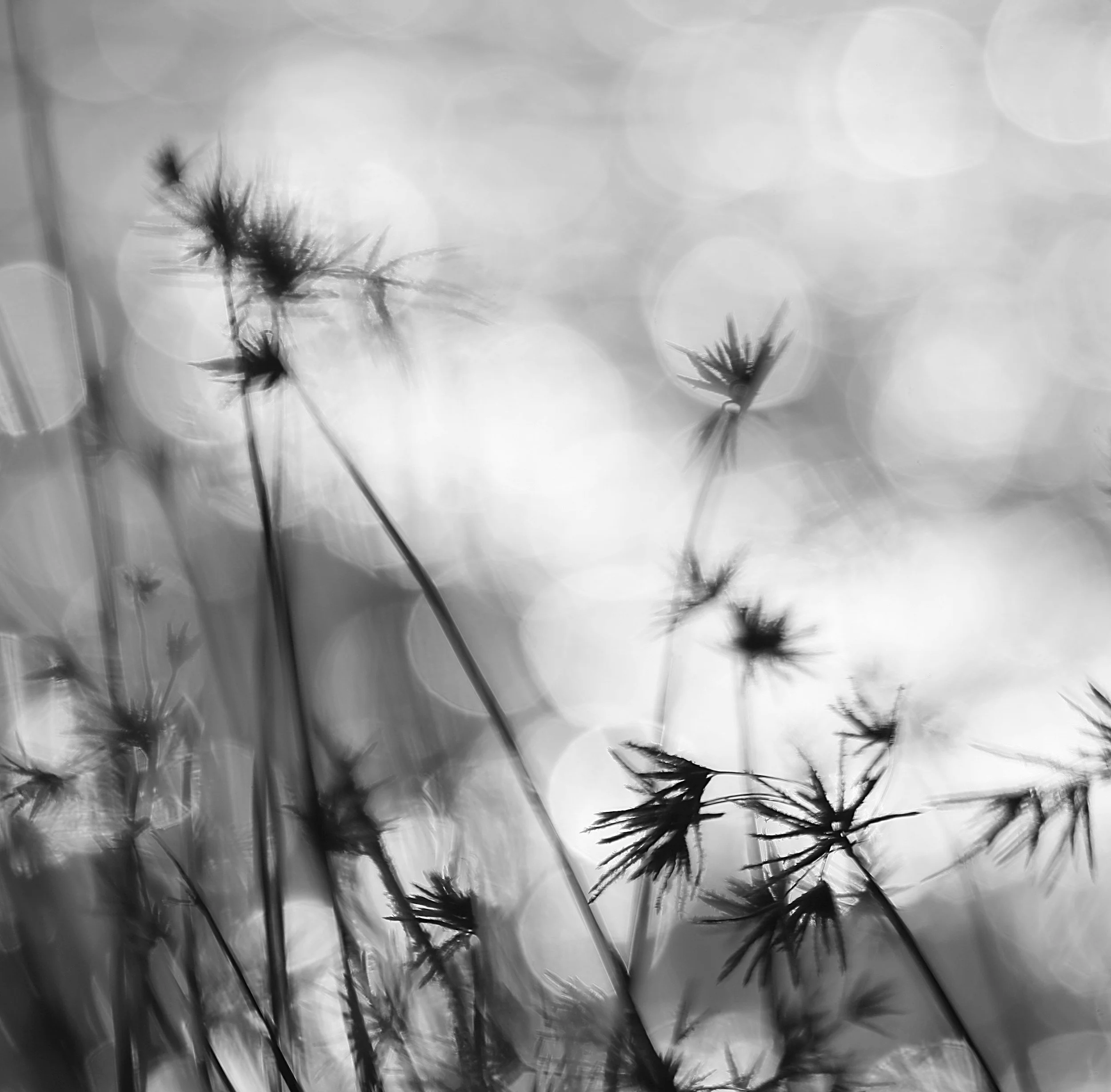 Black and white photograph of tall grass or wildflowers with spiky seed heads, blurred background with bokeh light effects.
