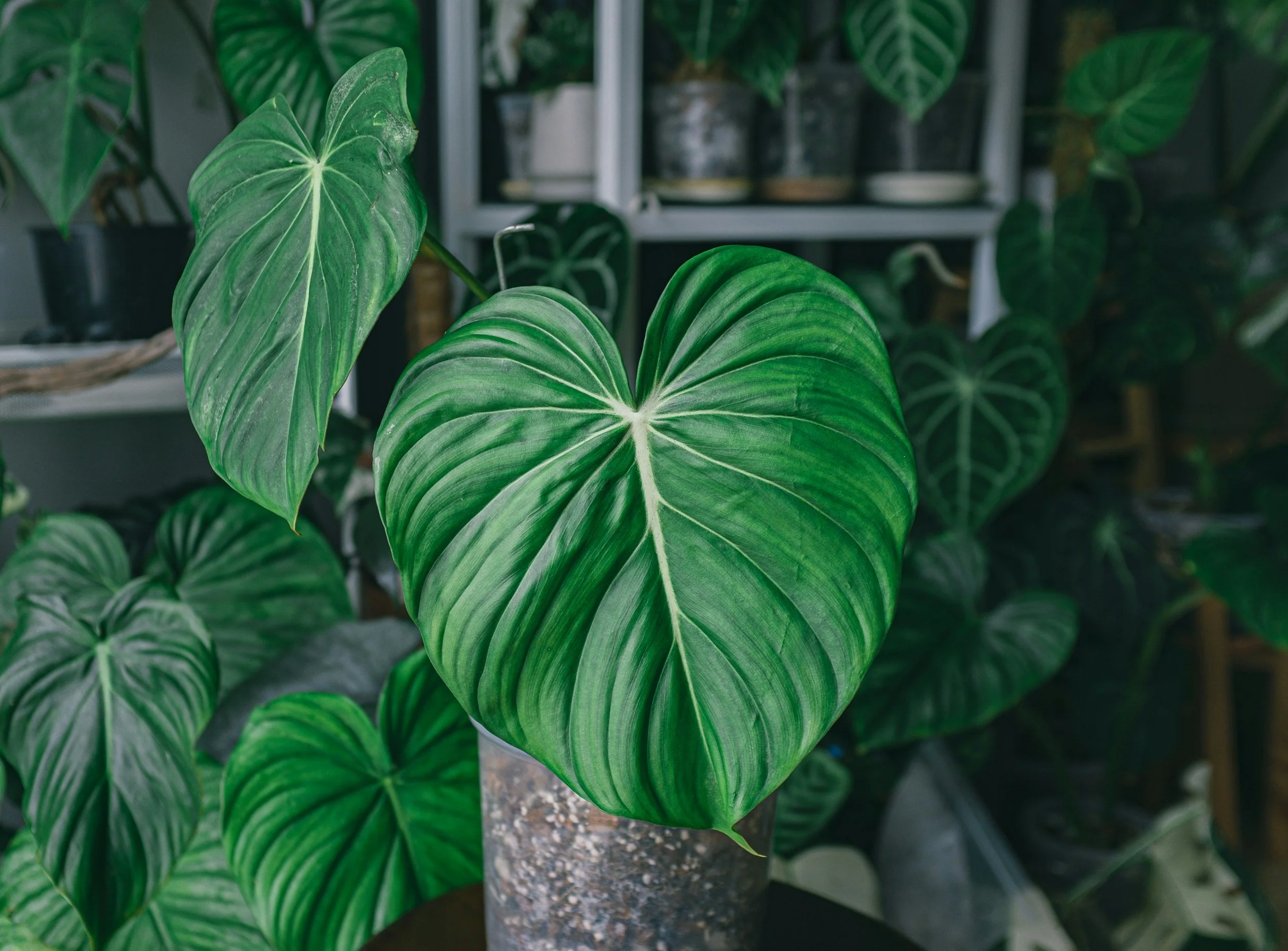 Close-up of a large, heart-shaped, green patterned leaf of a potted plant indoors, with a background of other similar plants and shelves with pots.