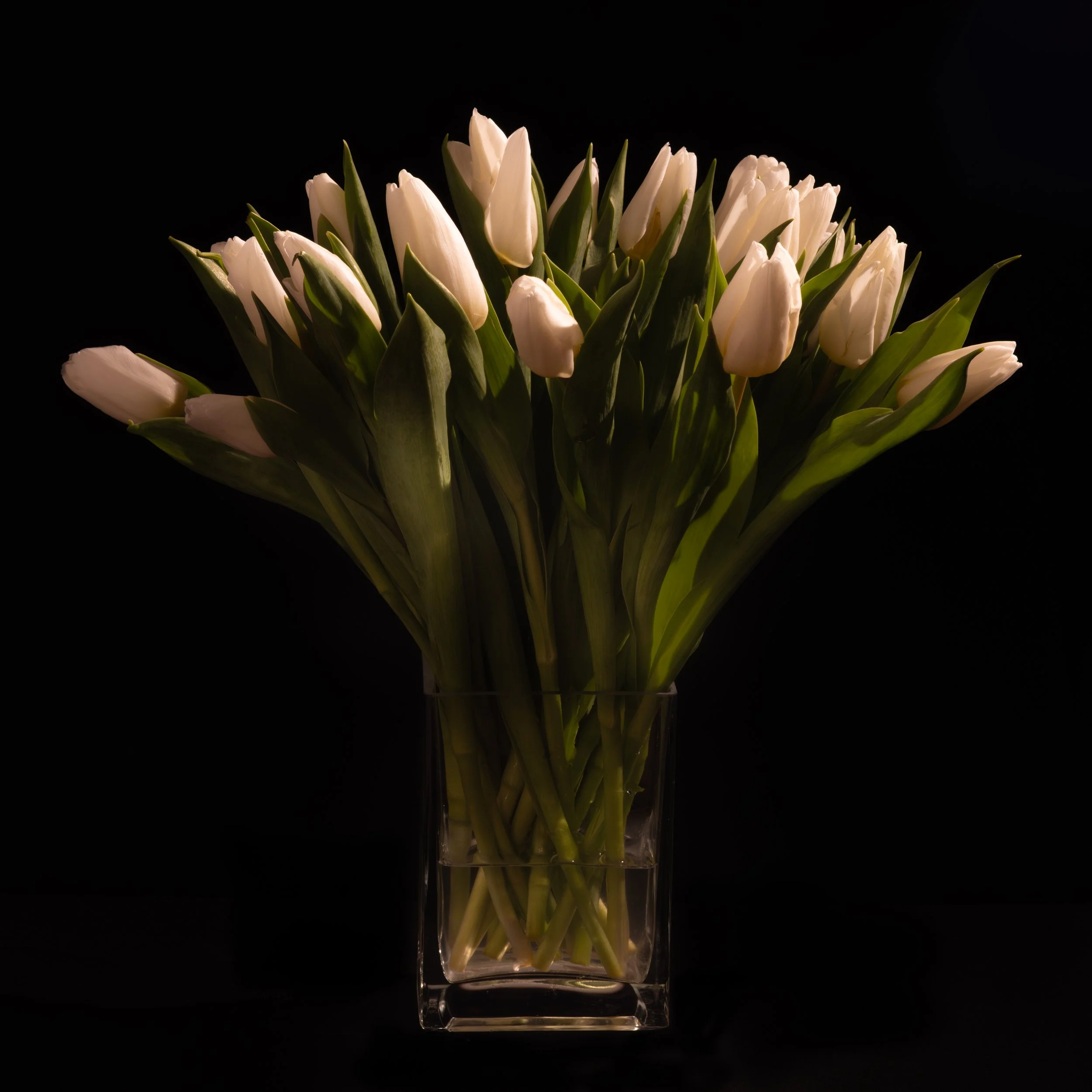 Tulips by John Davie