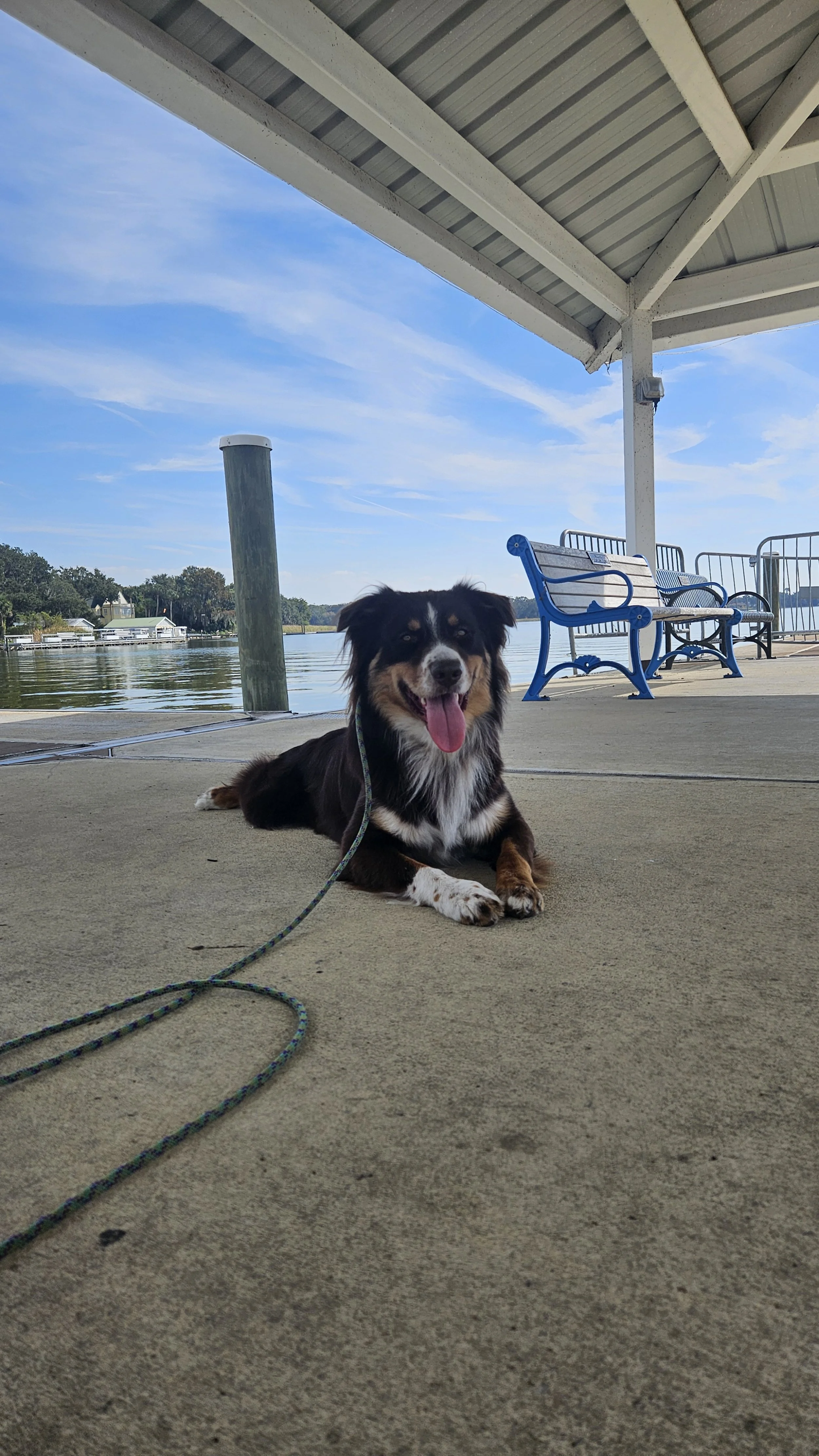 A happy Australian Shepherd dog with tongue out lying on a concrete dock near a body of water under a pavilion, with blue benches and a wooden post visible in the background.