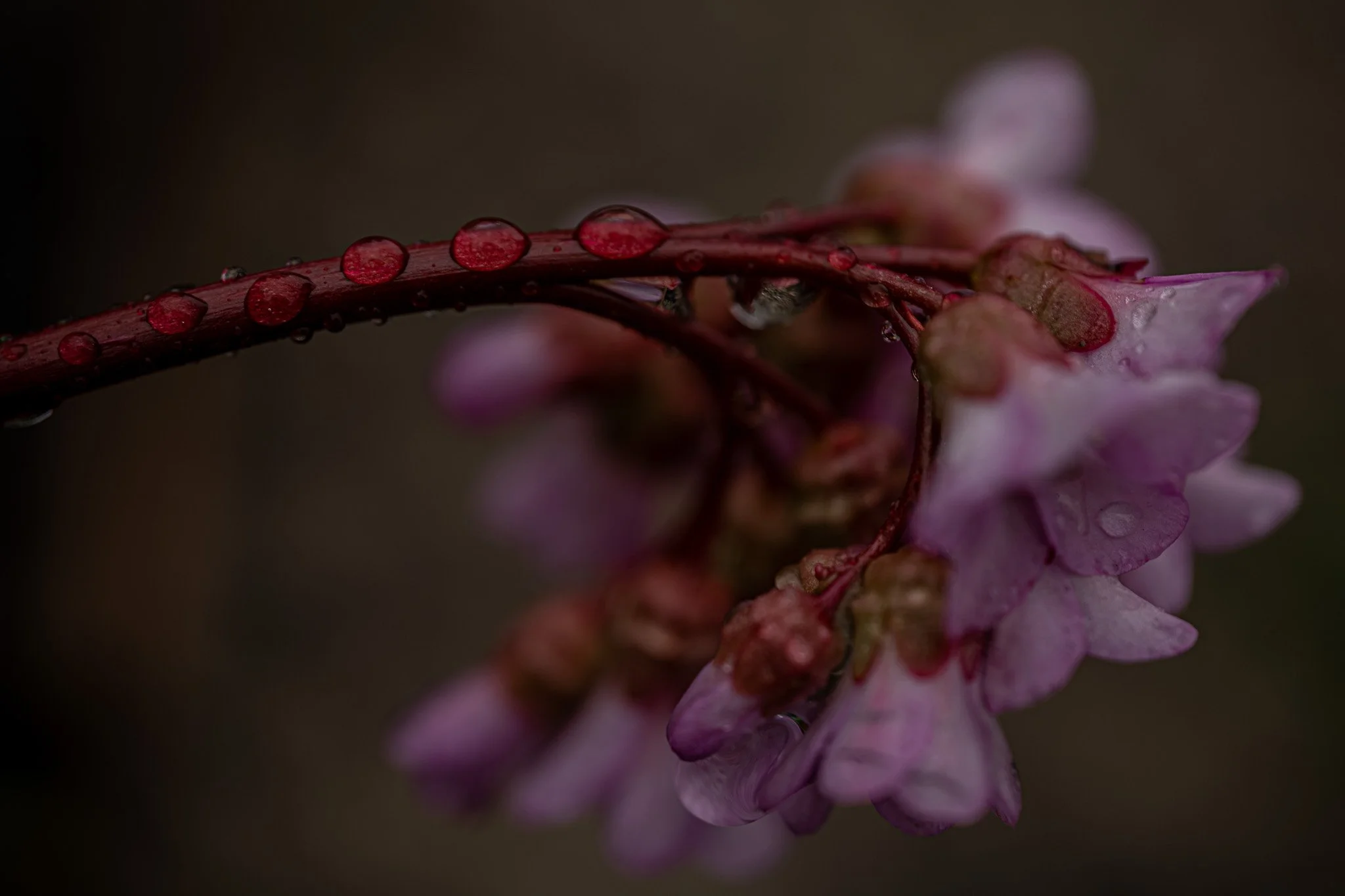 DSC_6231.jpg