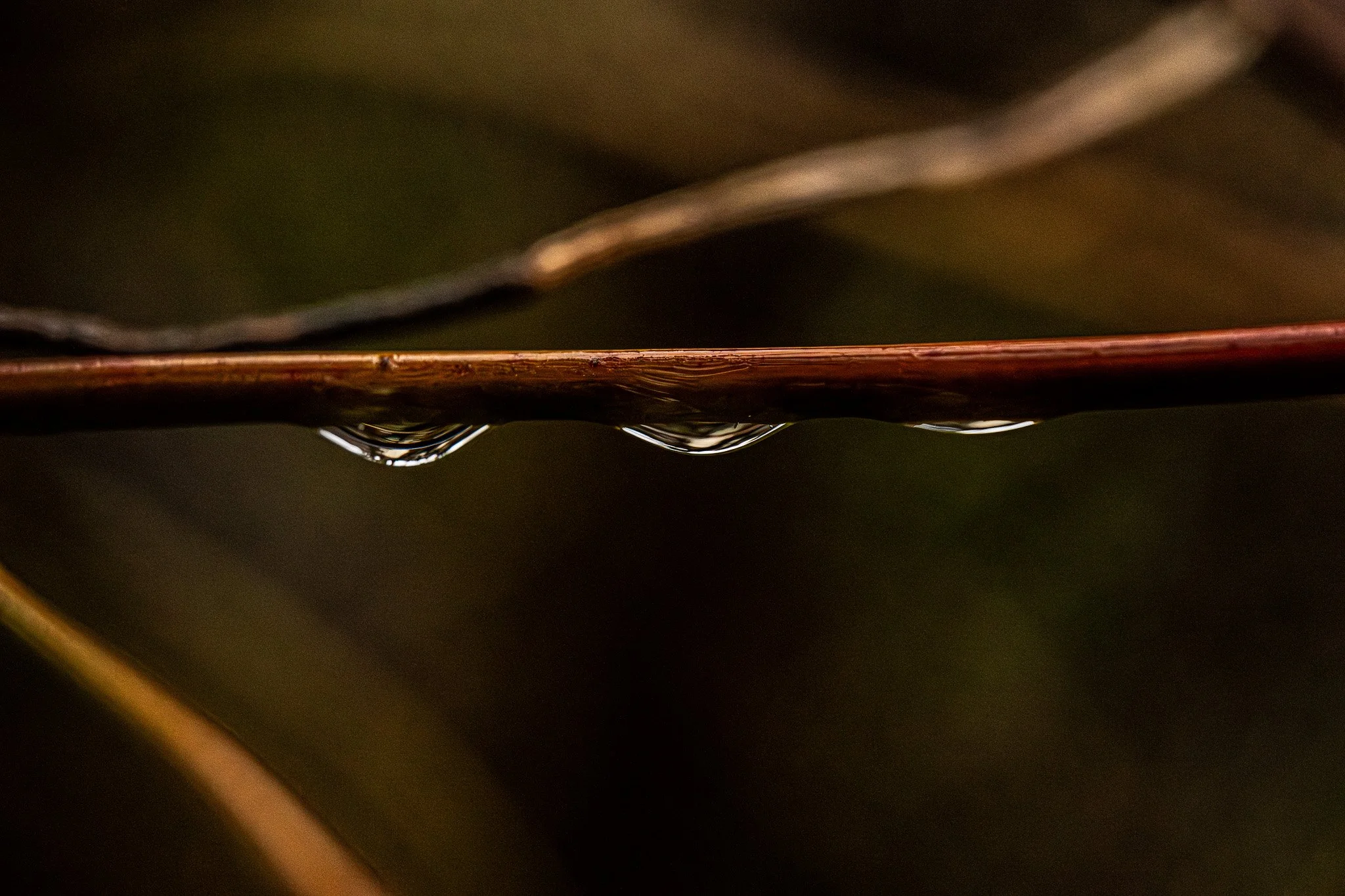 DSC_5110.jpg