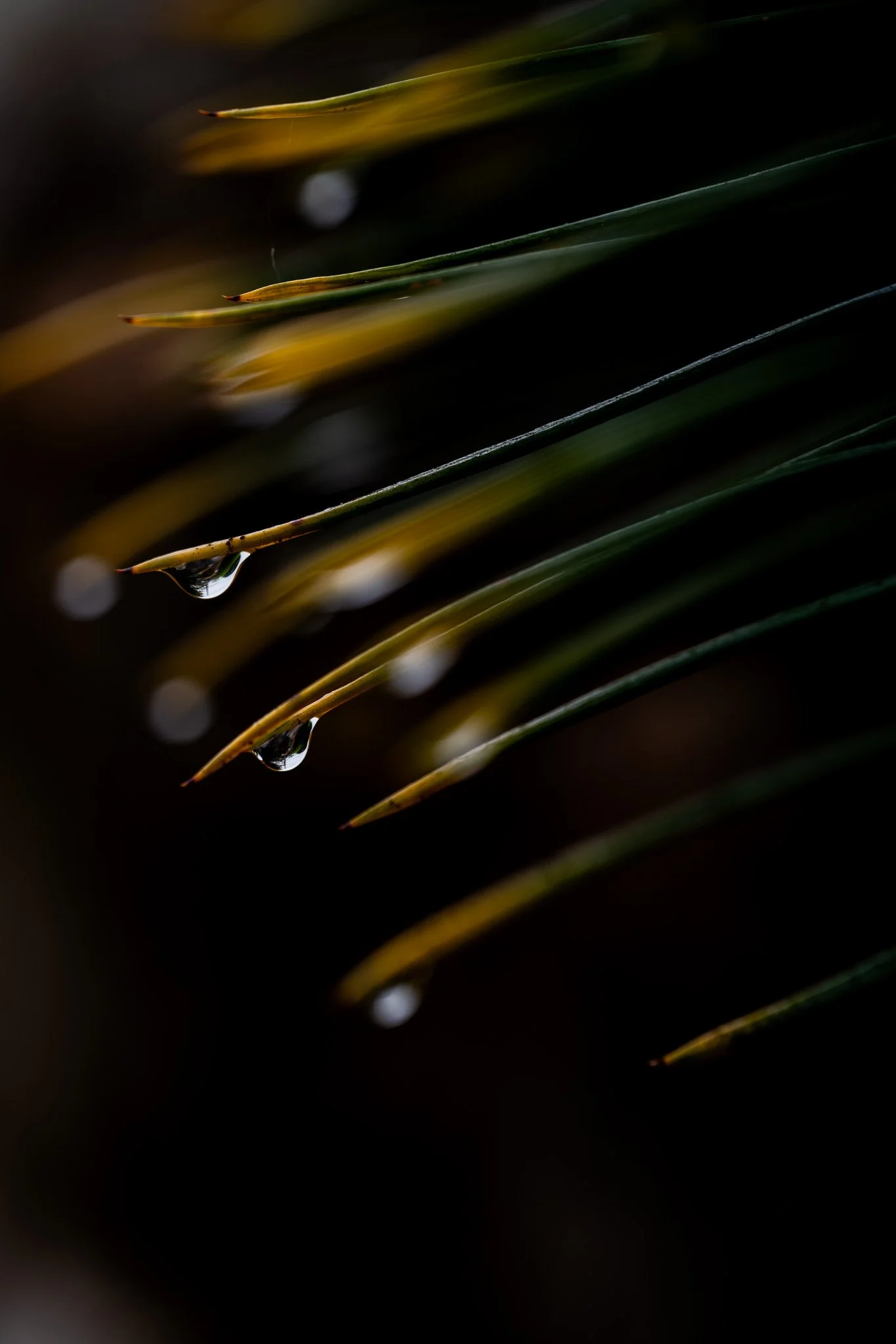 DSC_0070-2.jpg