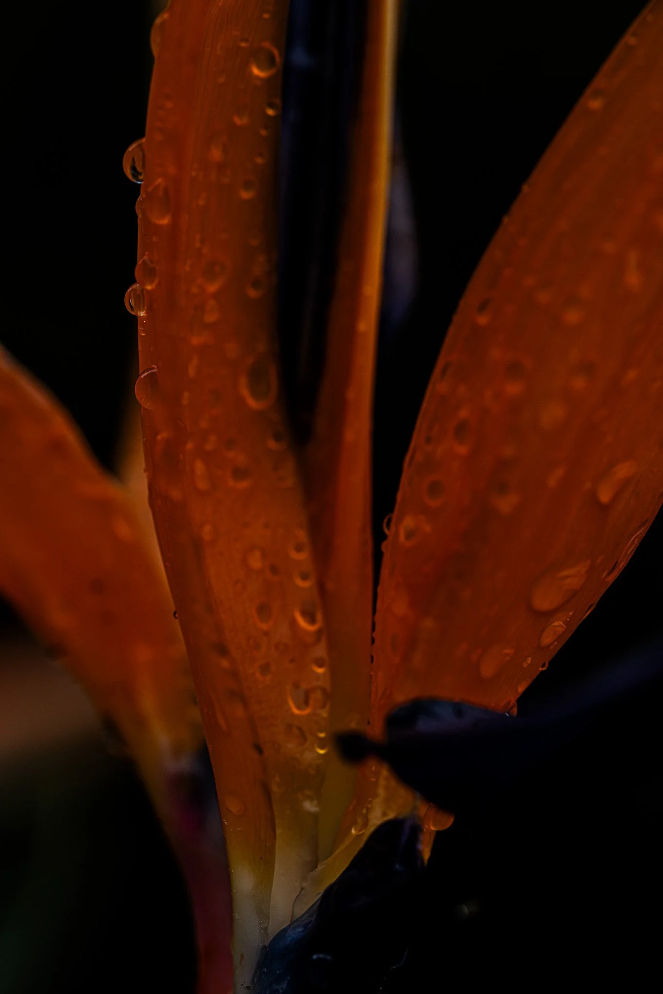 DSC_0112.jpg