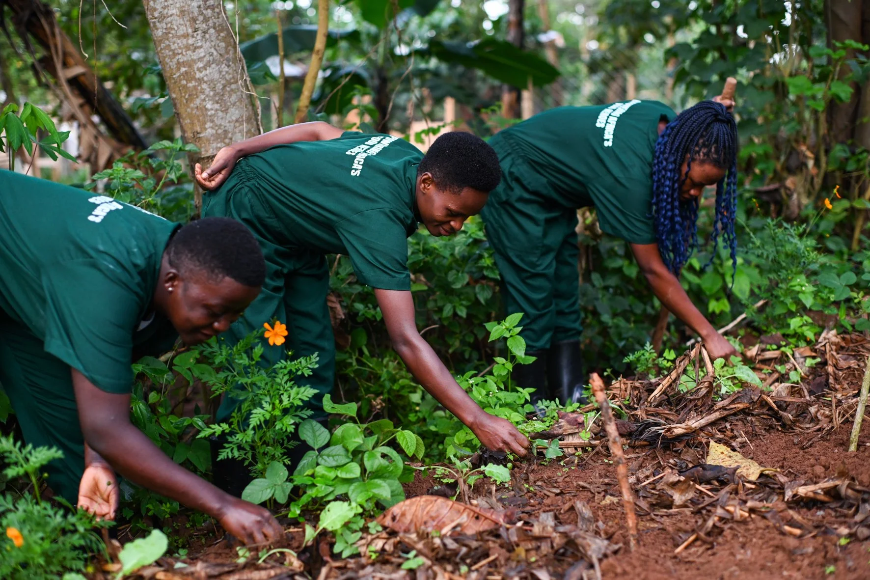 Drei Frauen pflanzen junge Setzlinge in der Erde eines Gartens, umgeben von grünen Pflanzen und Laub.
