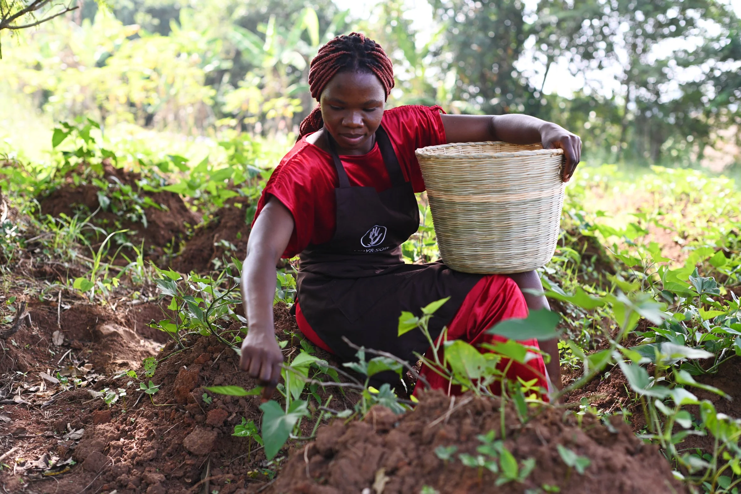 Frau beim Pflanzen in einem Landwirtschaftsfeld, Bastkorb in der Hand, umgeben von grünen Pflanzen und Erde im Freien