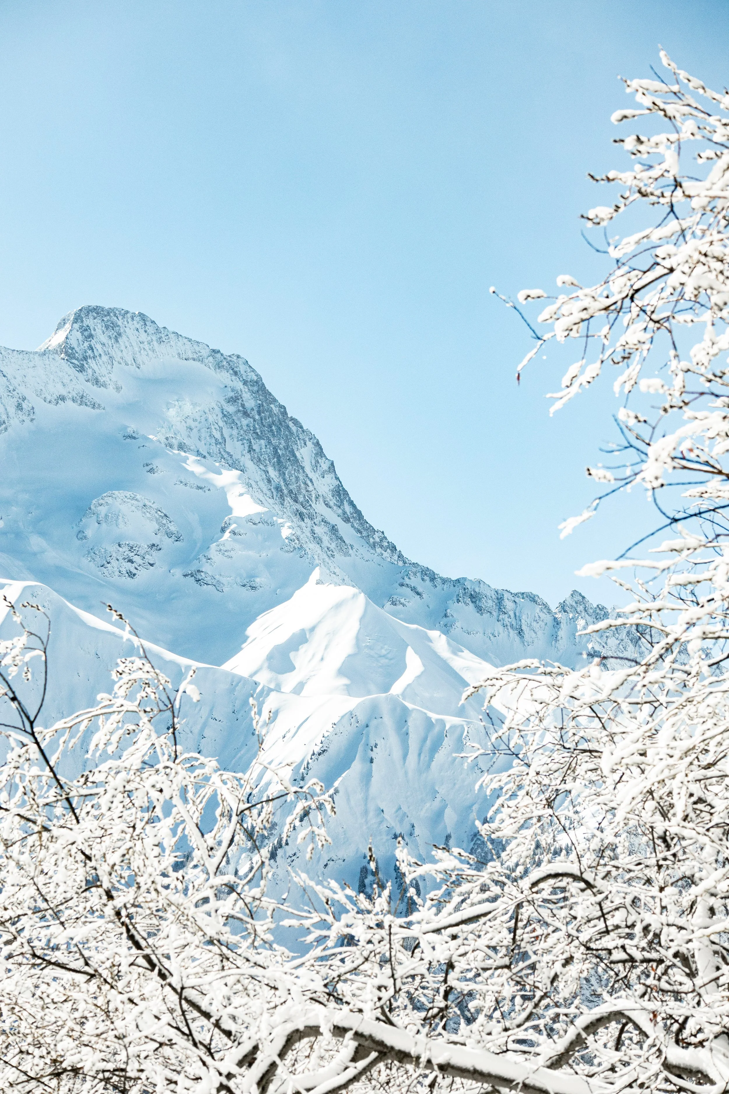 Montagne enneigée avec des branches d'arbres enneigées au premier plan, ciel bleu.