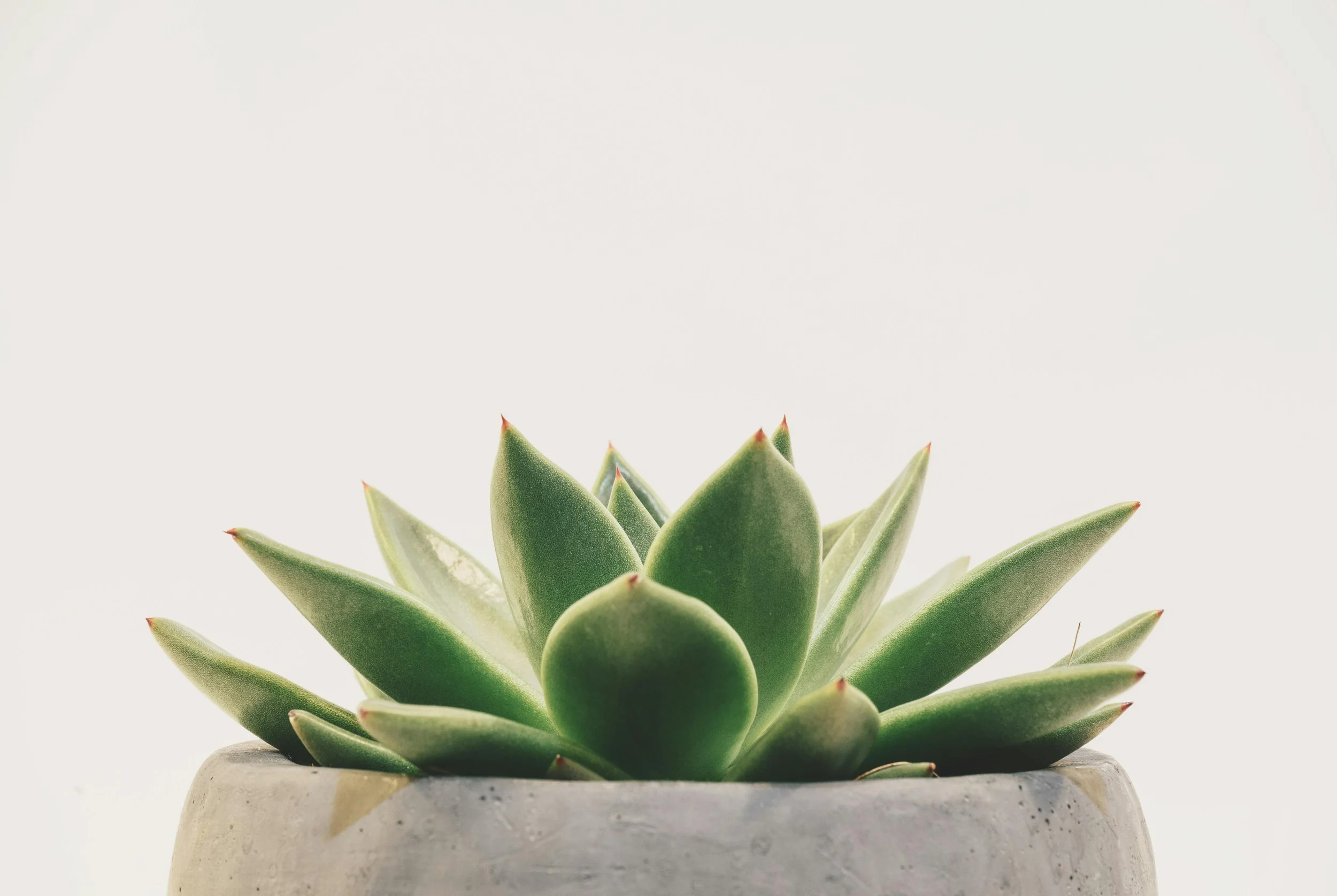 Close-up of a green succulent plant with pointed leaves in a concrete pot against a plain off-white background.