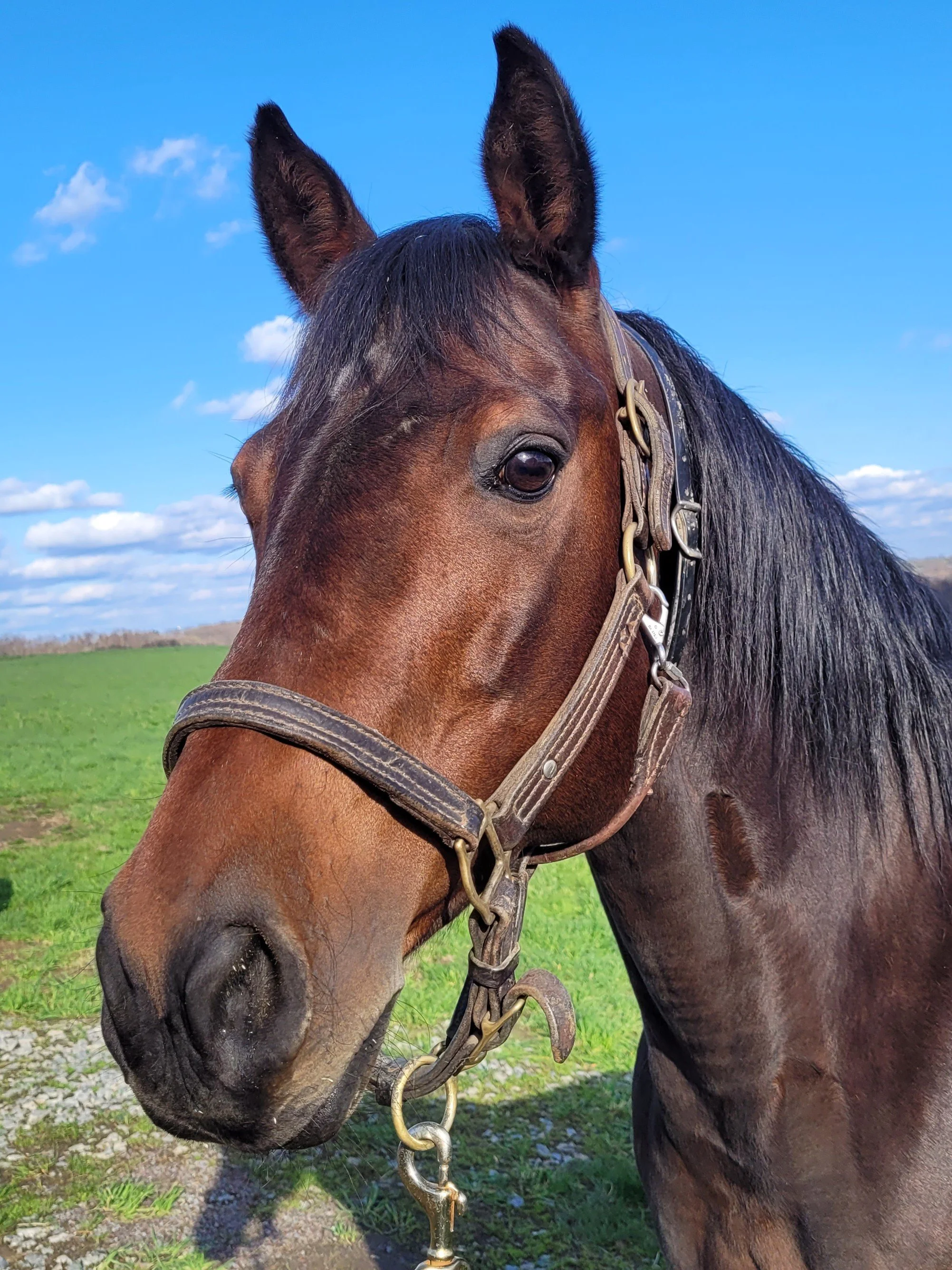 Close-up of a brown horse with a black mane, wearing a halter, standing in a grassy field under a blue sky with some clouds.