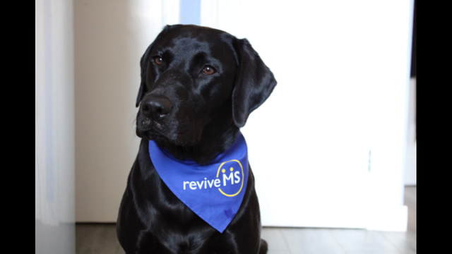 Black Labrador wearing a blue bandana with the Revive MS Support logo sitting indoors in front of a white door.