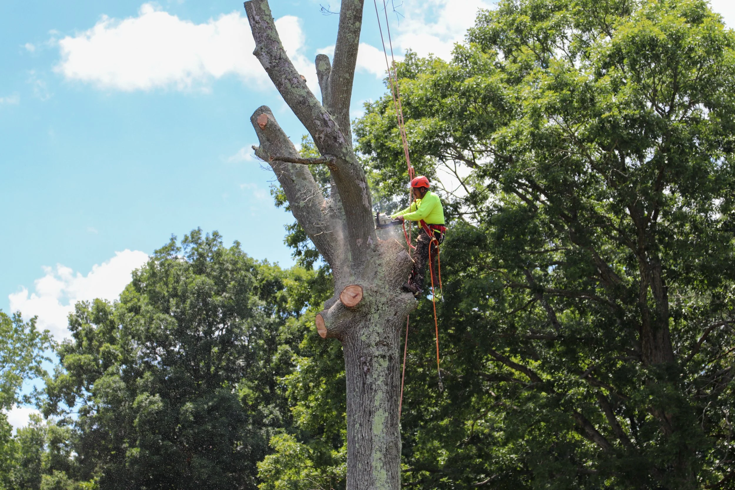 Residential tree removal in Owings MD