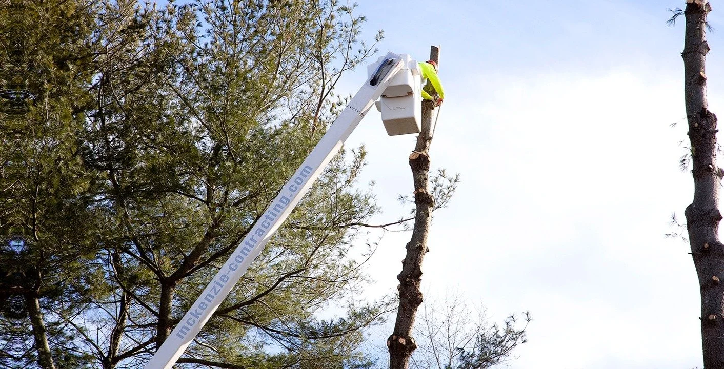 Tree removal and cleanup in Owings MD