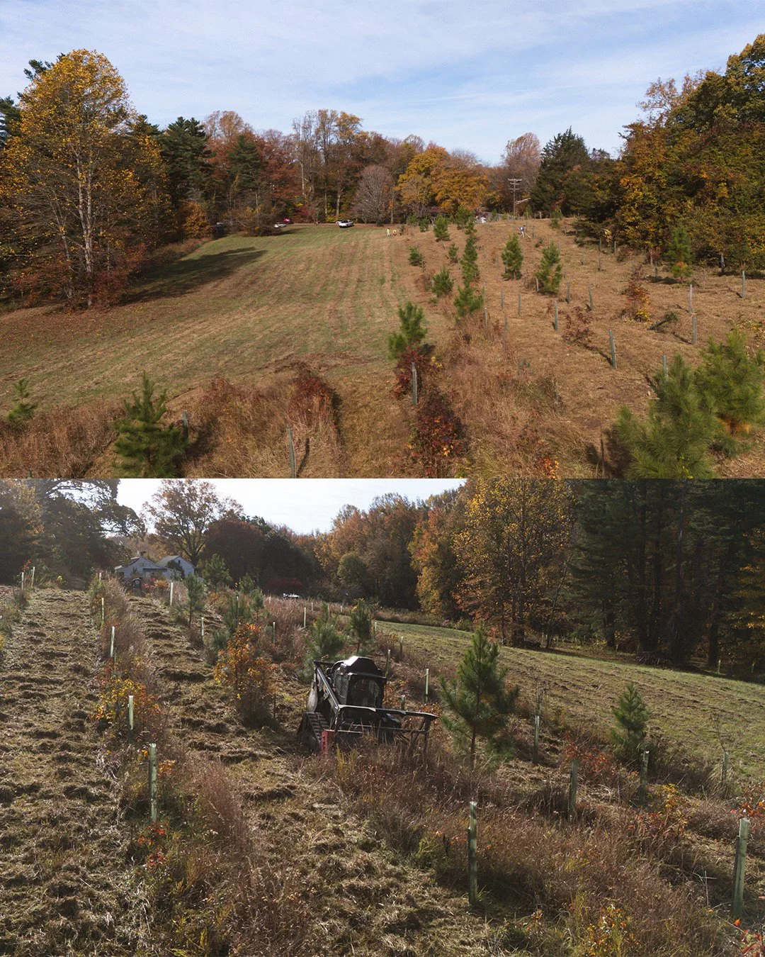 forestry mulching services