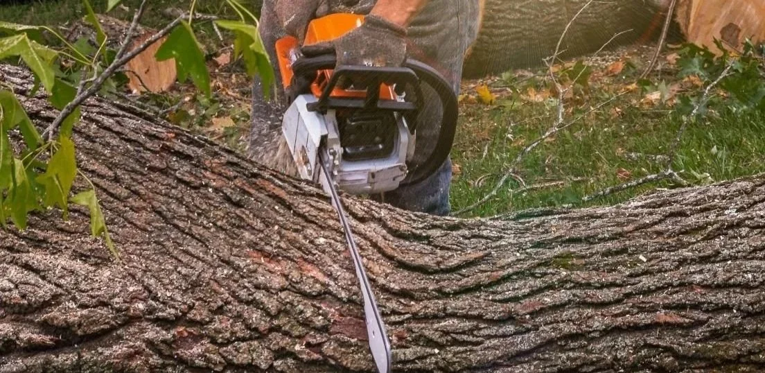 Tree removal in Owings MD