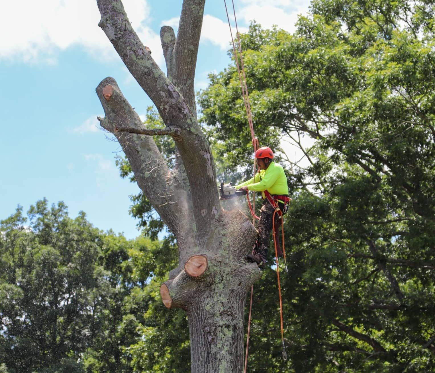 Professional tree removal using climbing and rigging techniques on a residential site in Owings, MD