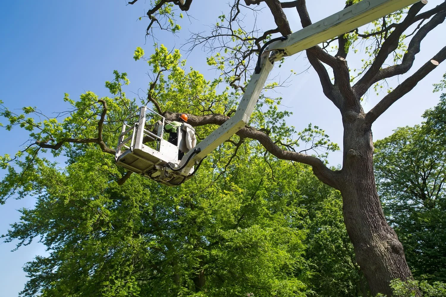 Tree removal services on residential property in Severna Park, MD