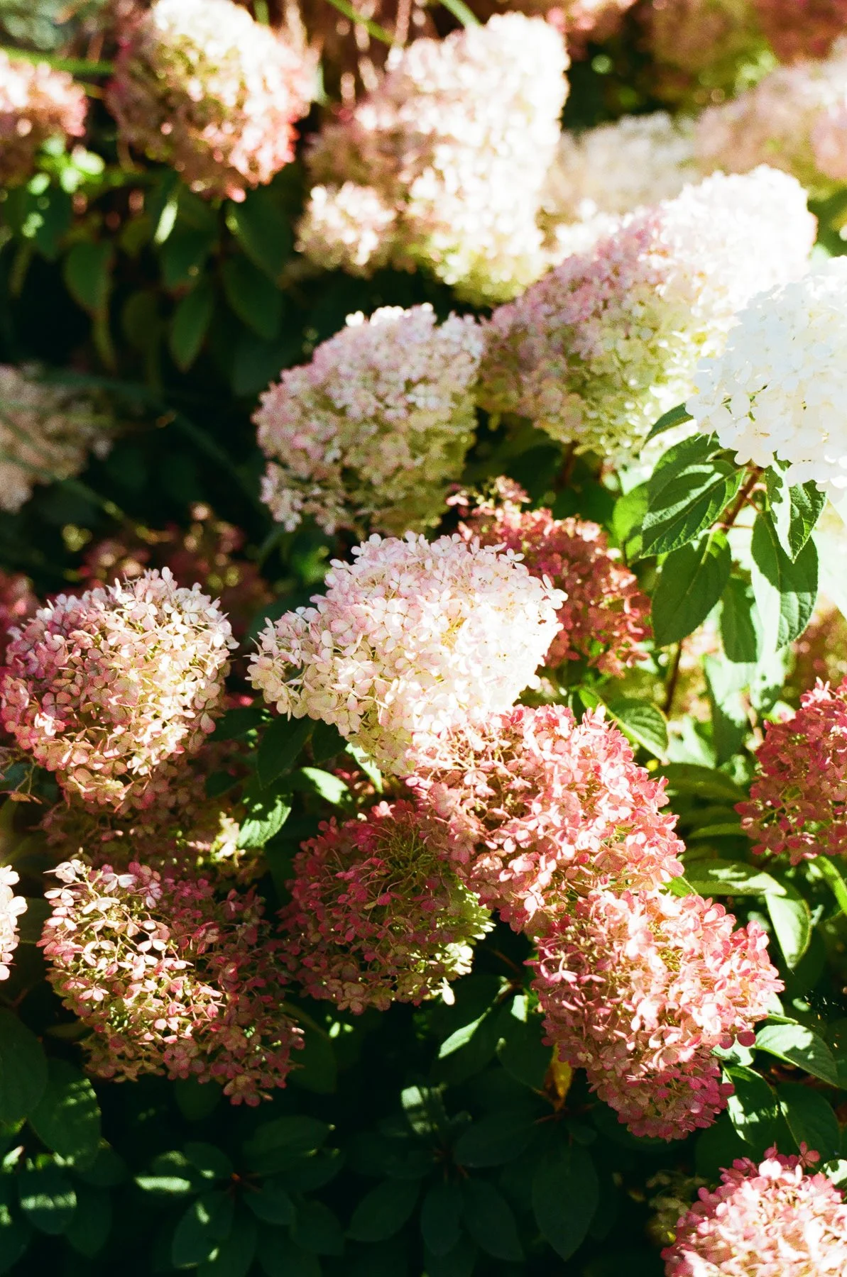 maine-wedding-photographer-000345410030.jpg