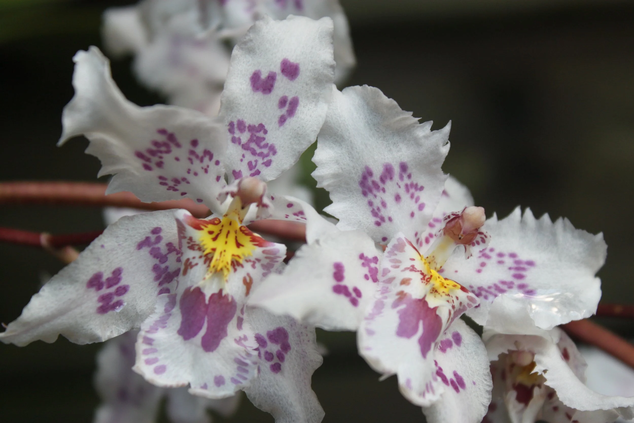 Self directed courses designed for you to learn at your own pace, anytime and anywhere.