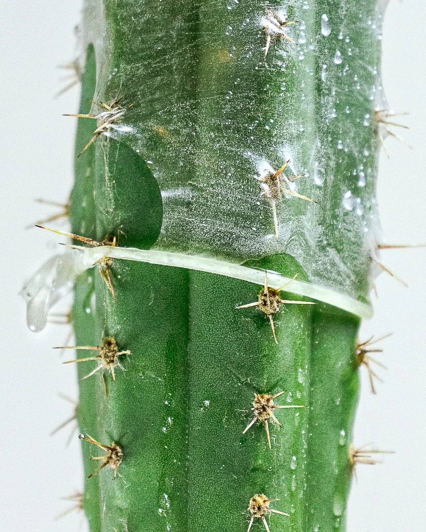 ArtShow IMG 6880.jpg