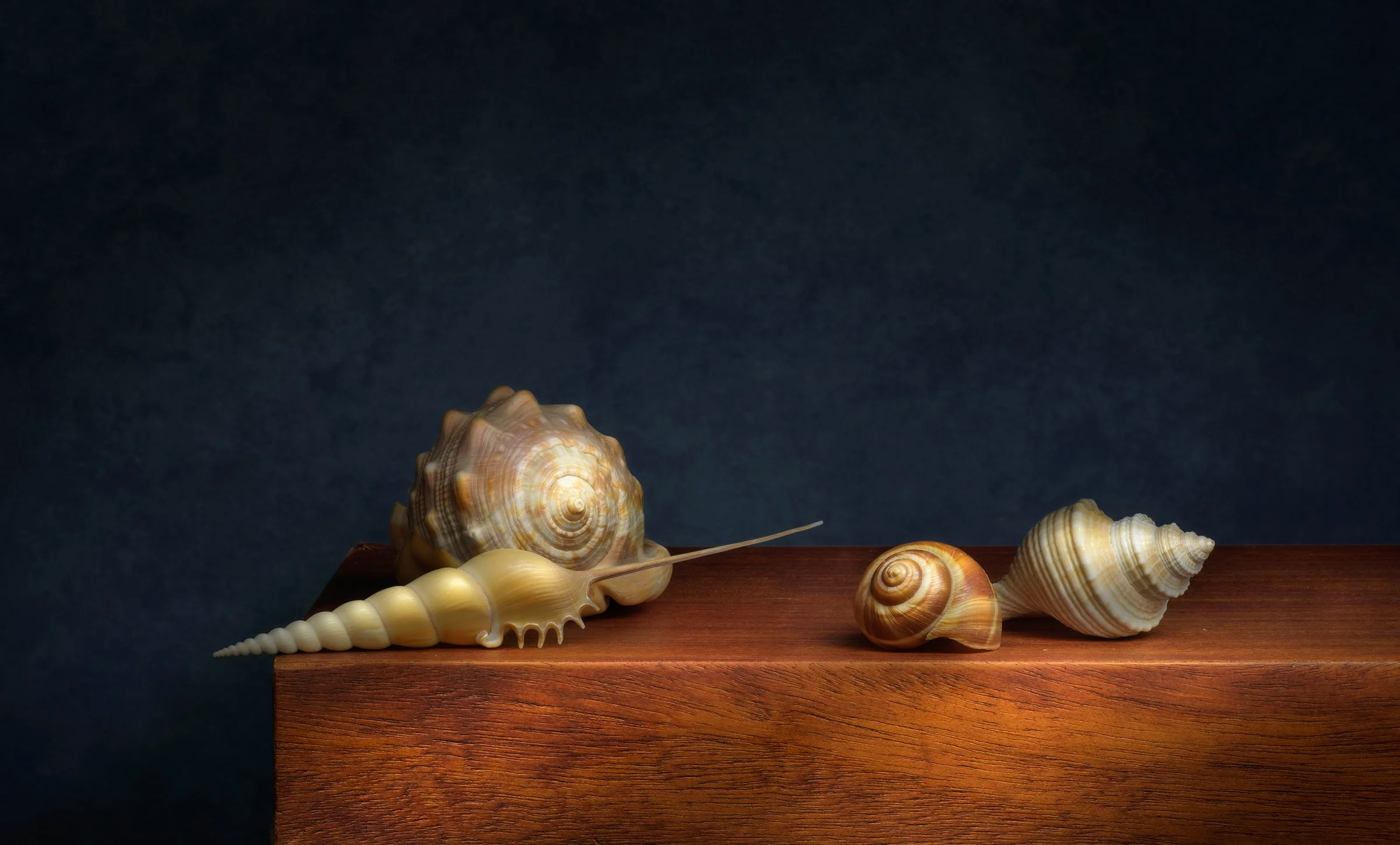 Still Life with Seashells No 2.jpg