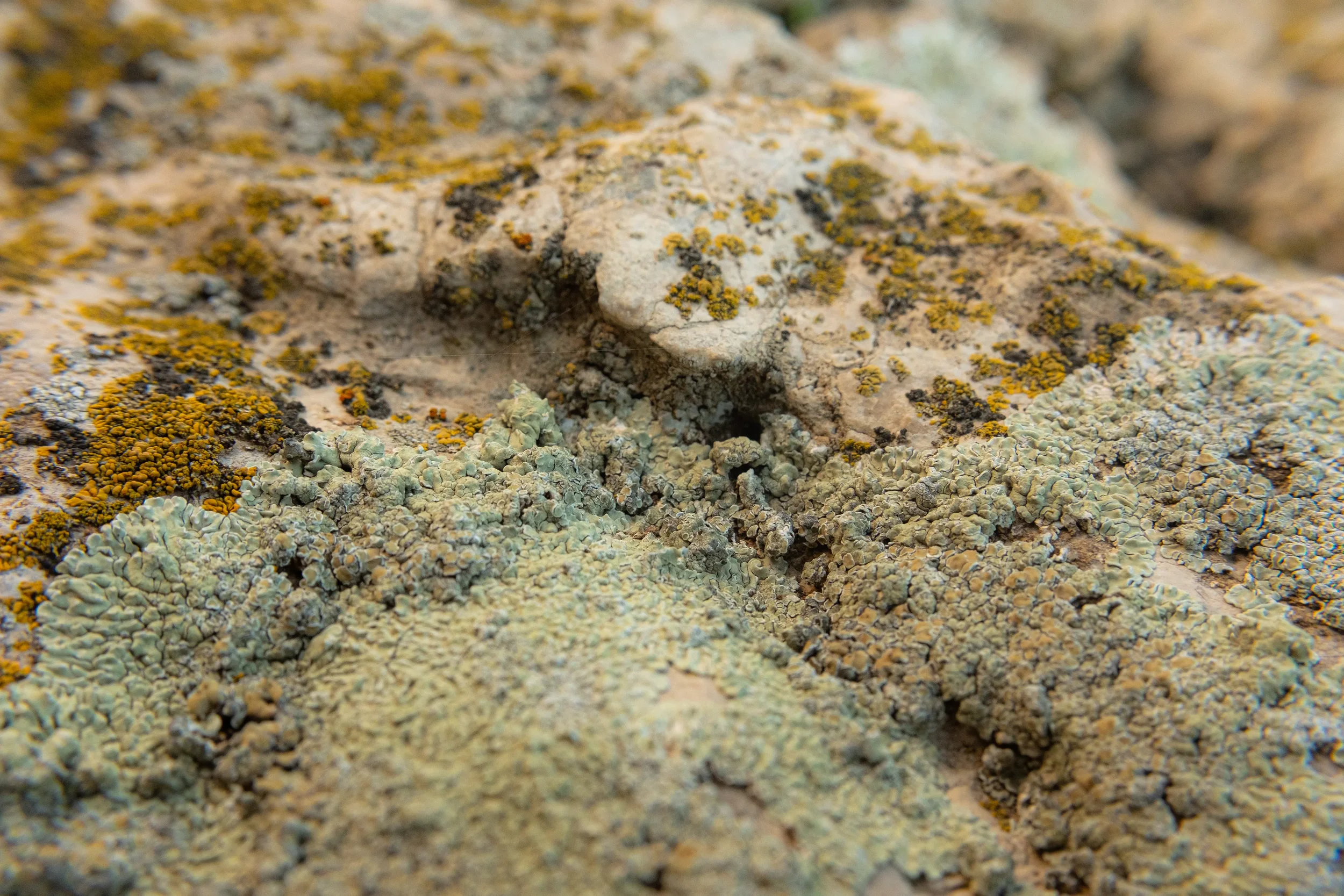 Forest / Exoplanet A2 – 3, NØVA III / 2025, 1