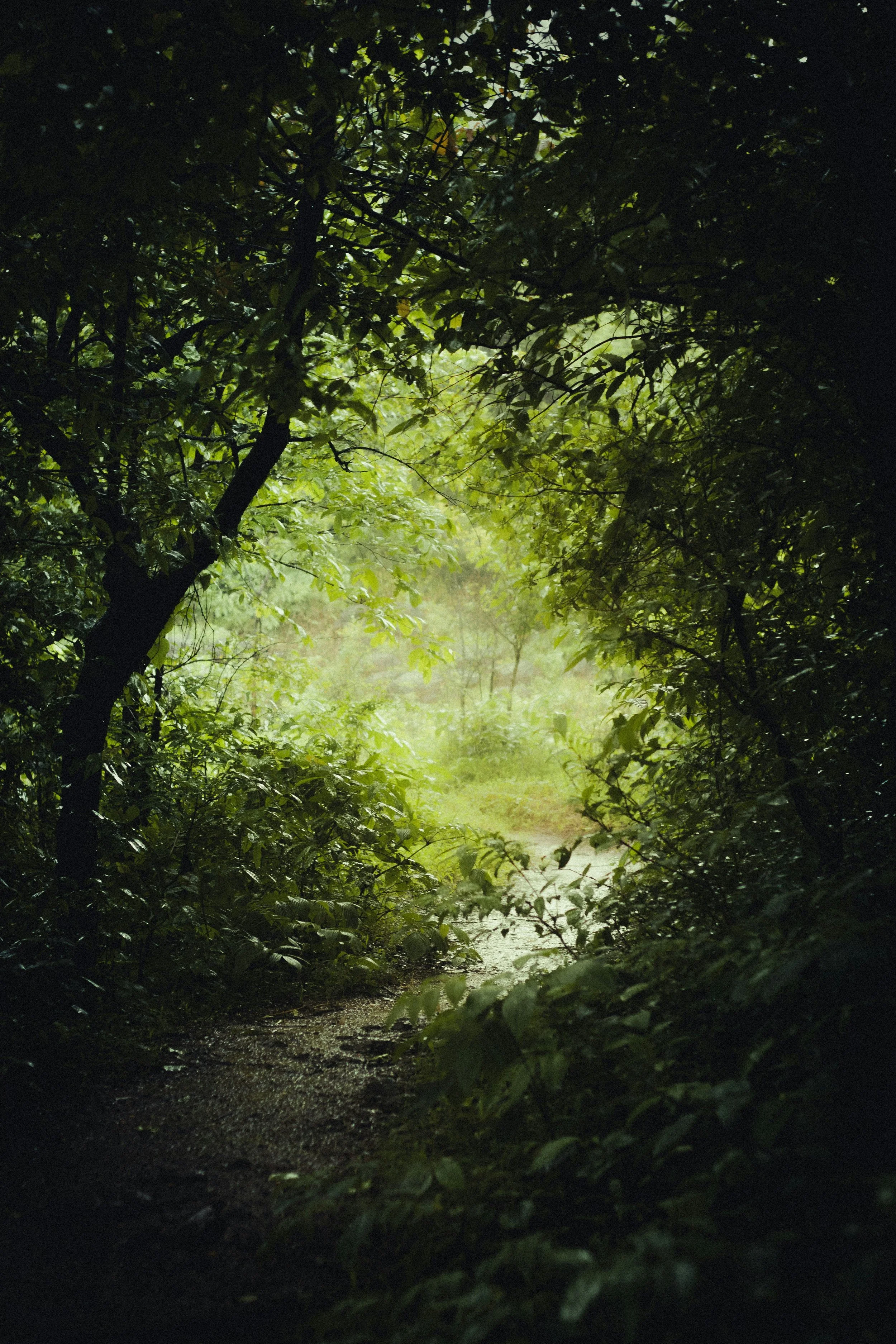 A lush green forest pathway surrounded by dense trees and foliage with sunlight filtering through.