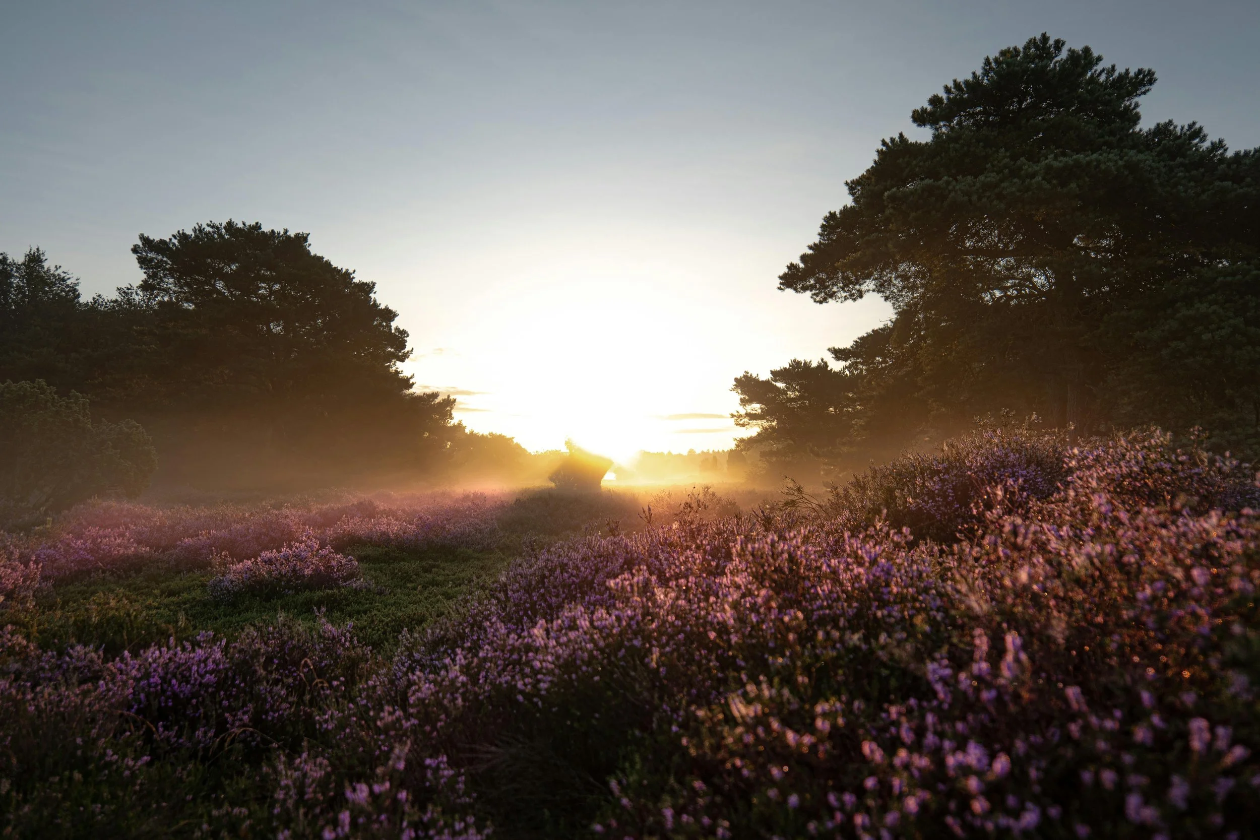 Sunset over a pink and purple flower field with trees on either side.