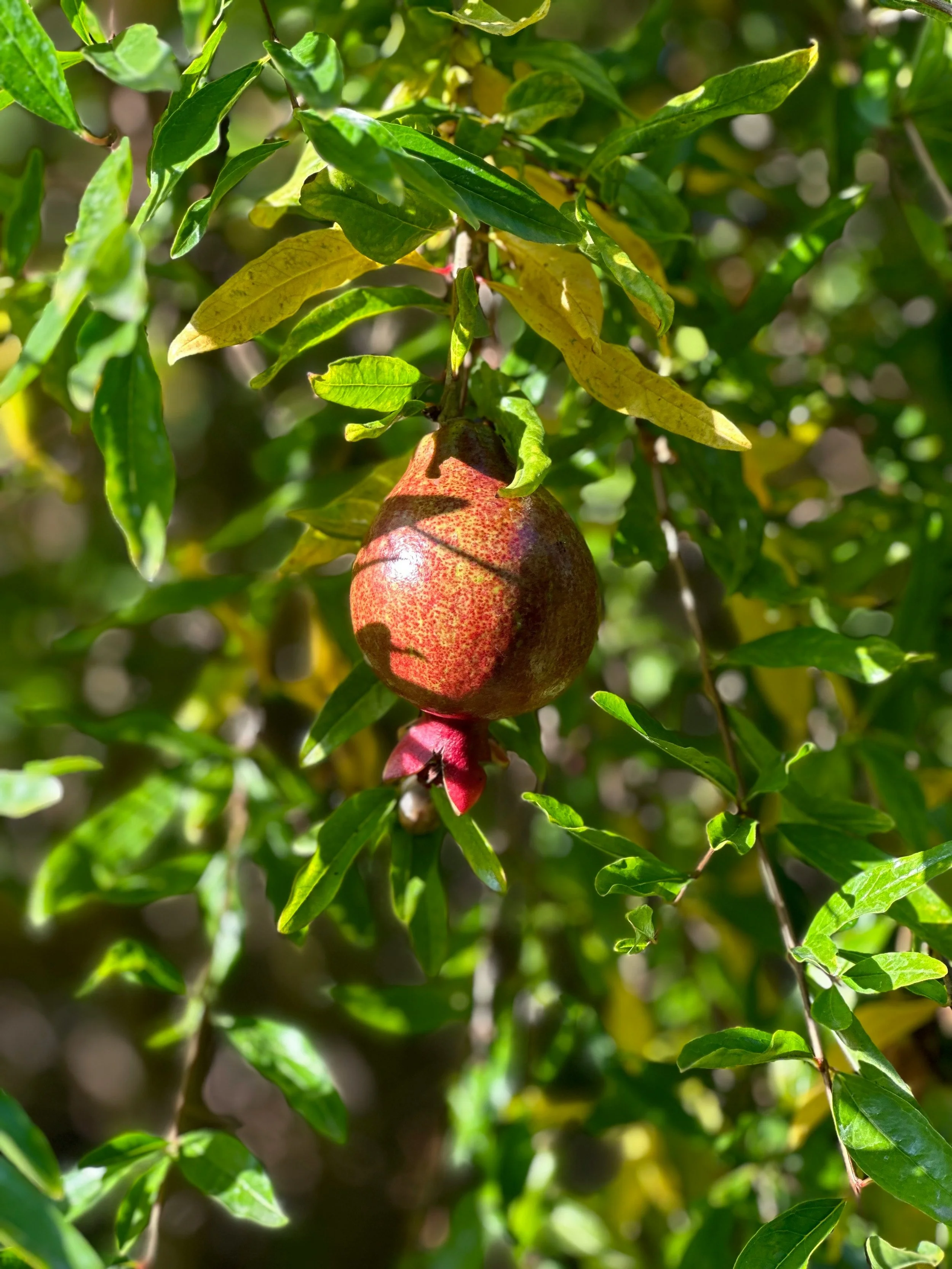 A pomegranate fruit hanging from a tree branch surrounded by green leaves.