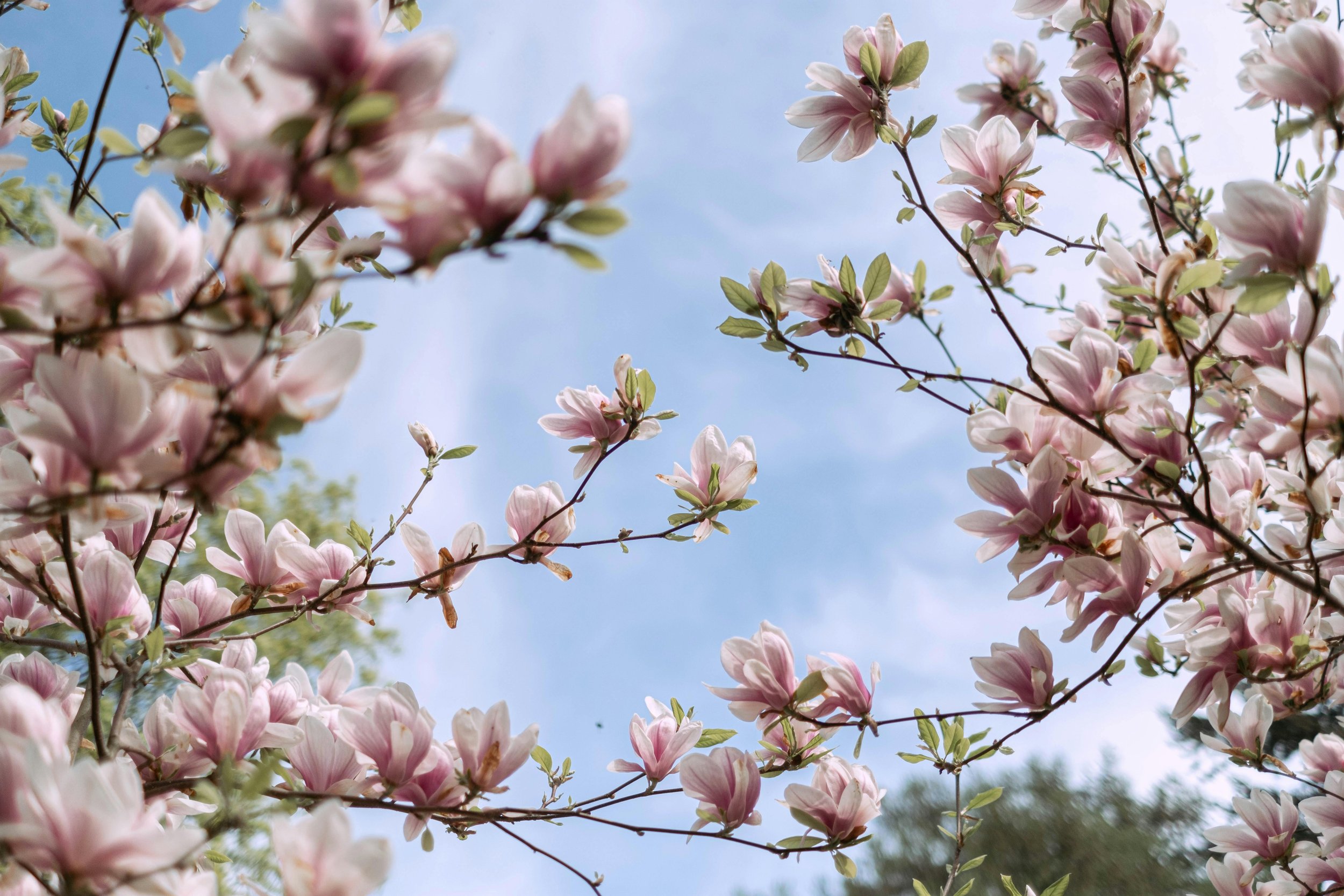 Pink magnolia flowers blooming on tree branches against a blue sky