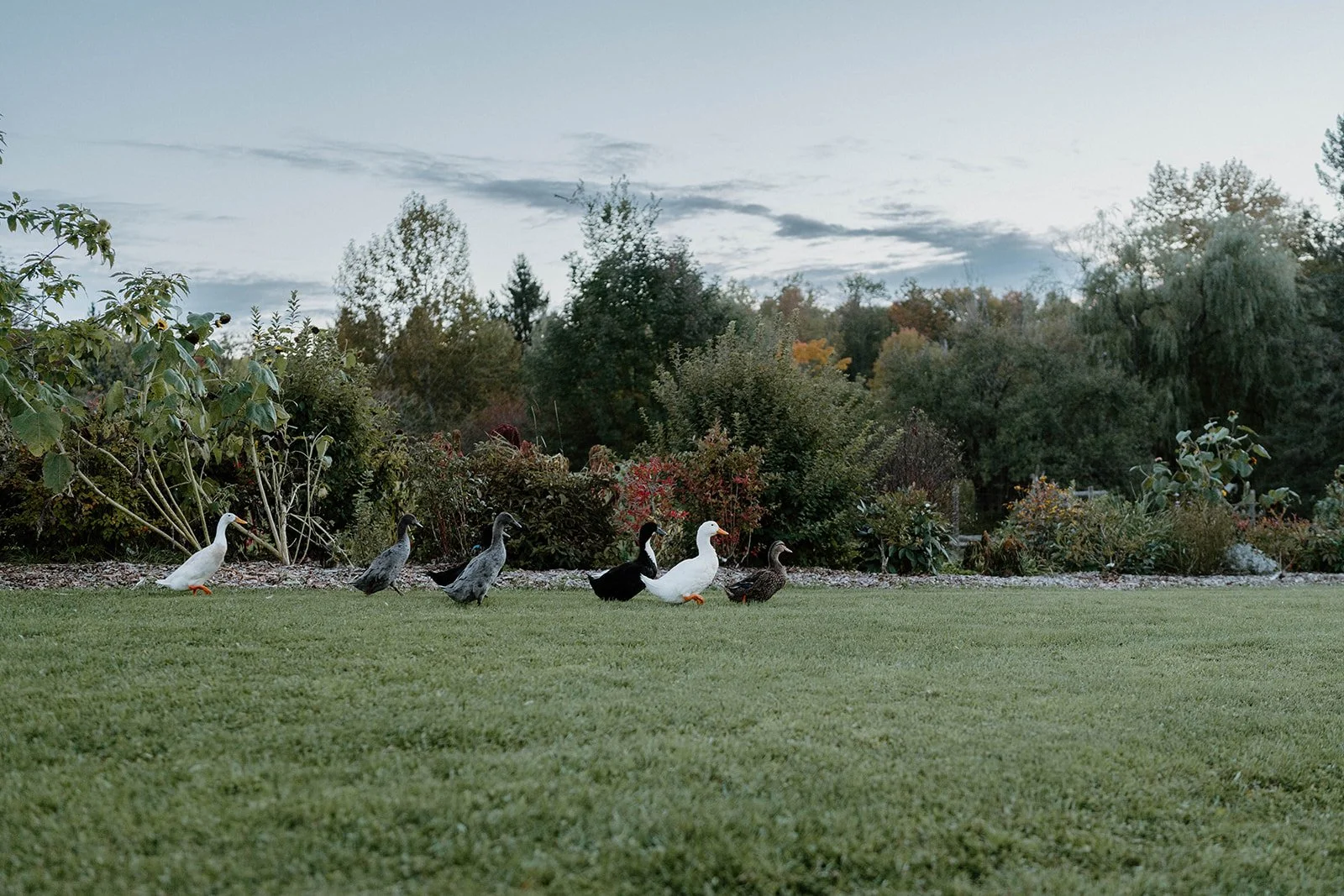 M+N-Bliss-Ridge-Farm-VT-Wedding-Allison-Macy-Photography-656_websize.jpg