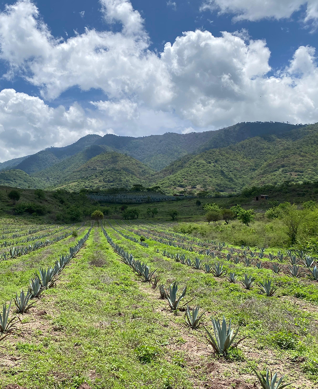 A lush green field with rows of agave plants against a backdrop of green mountains and a partly cloudy sky.