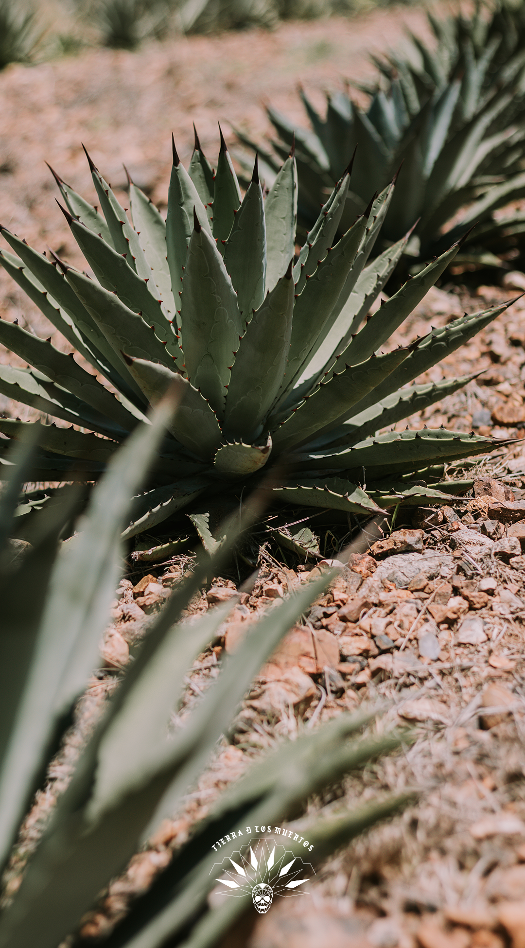 Close-up of pyramidal-shaped agave plants growing in rocky, desert terrain.