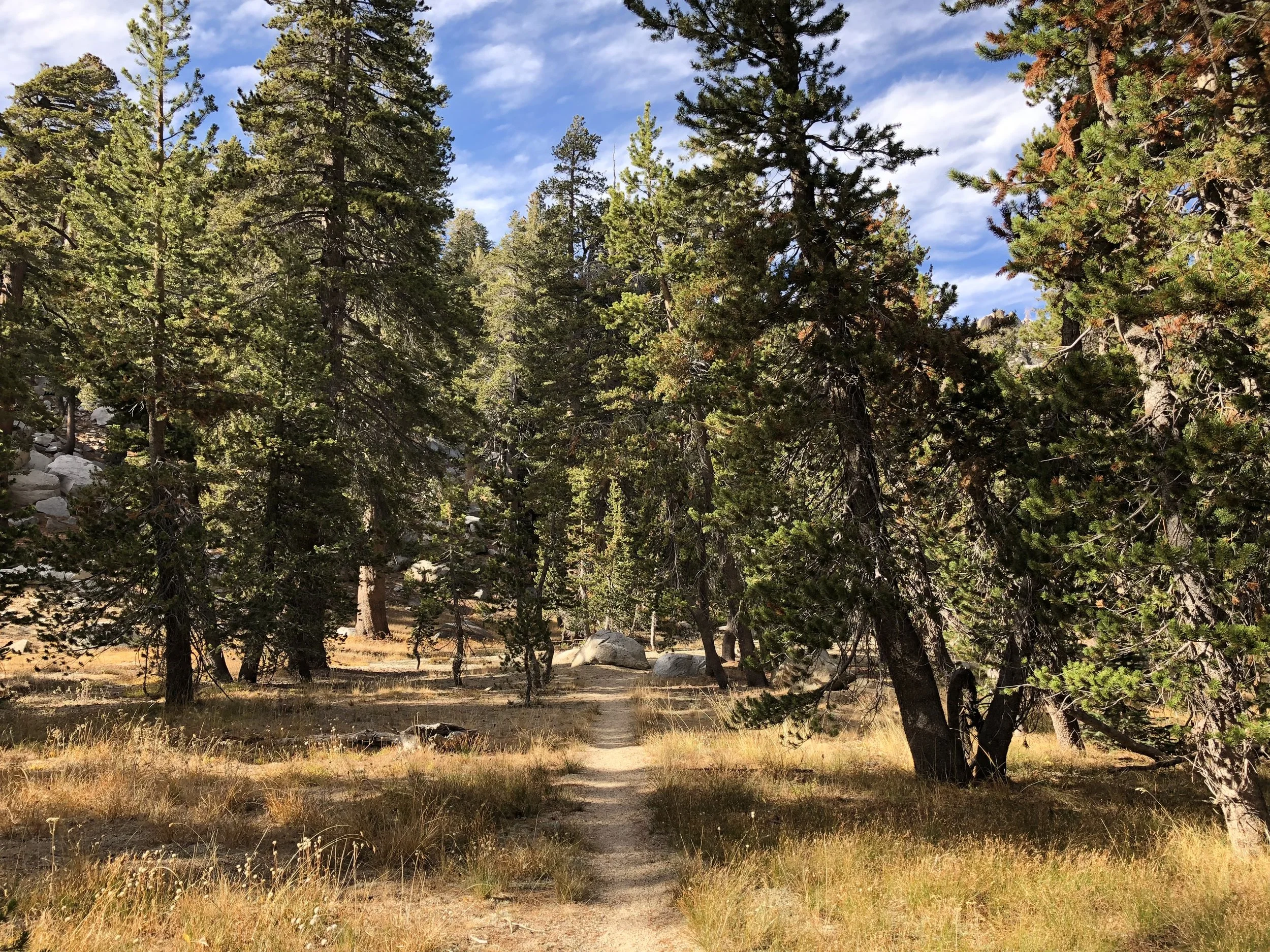 A dirt trail runs through a forest of tall pine trees under a partly cloudy sky.
