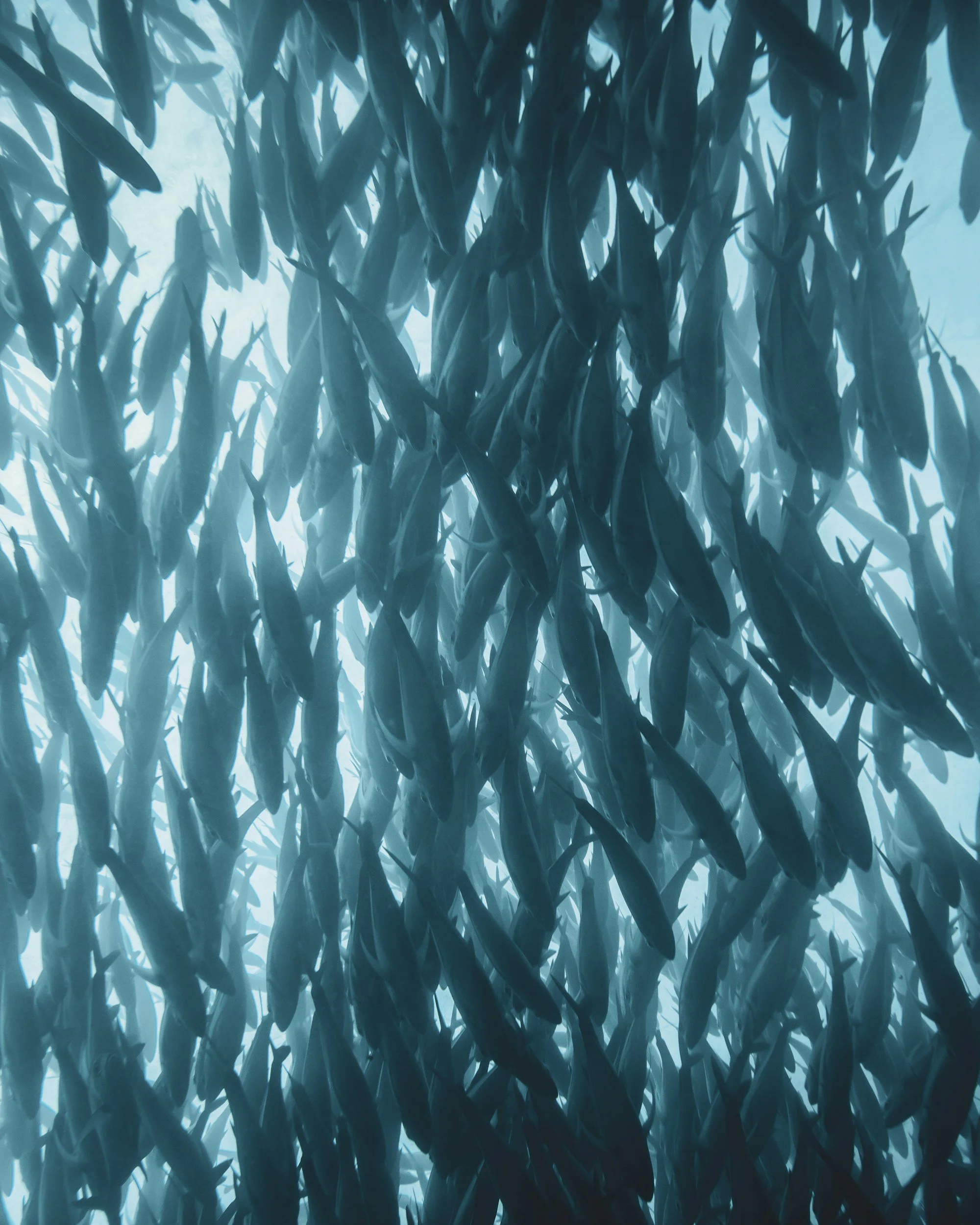 Underwater view of a large school of fish swimming closely together