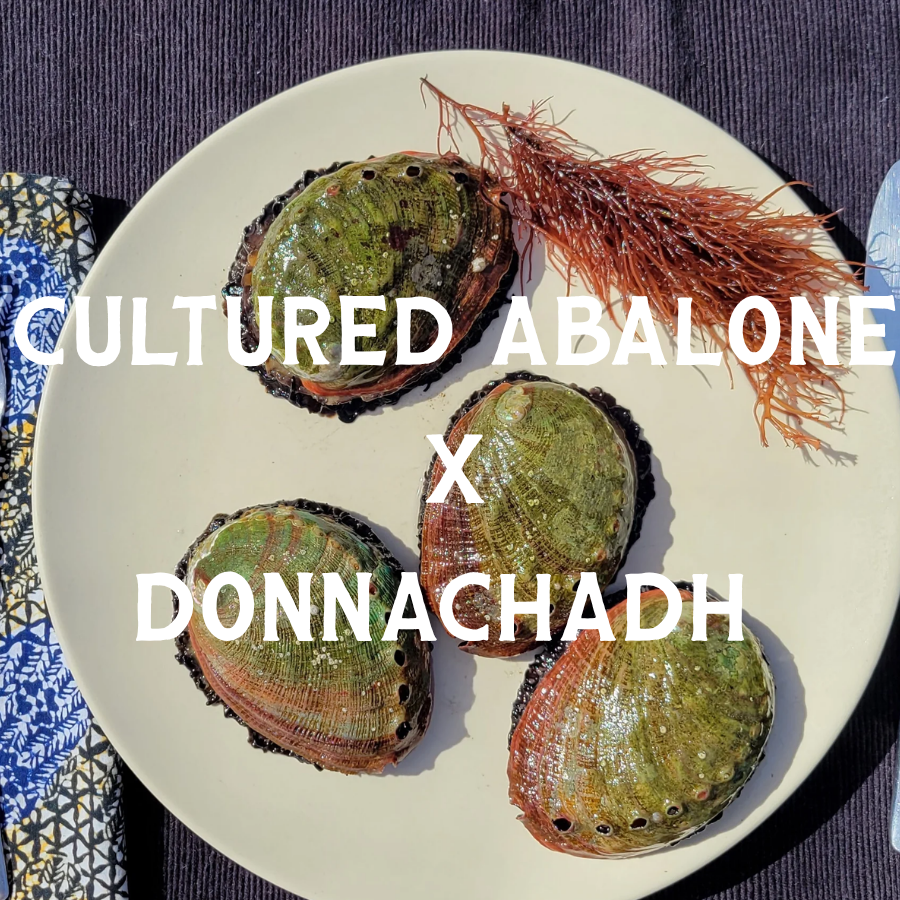 SUMMER SATURDAYS WITH CULTURED ABALONE FARM &amp; DONNACHADH FAMILY WINES