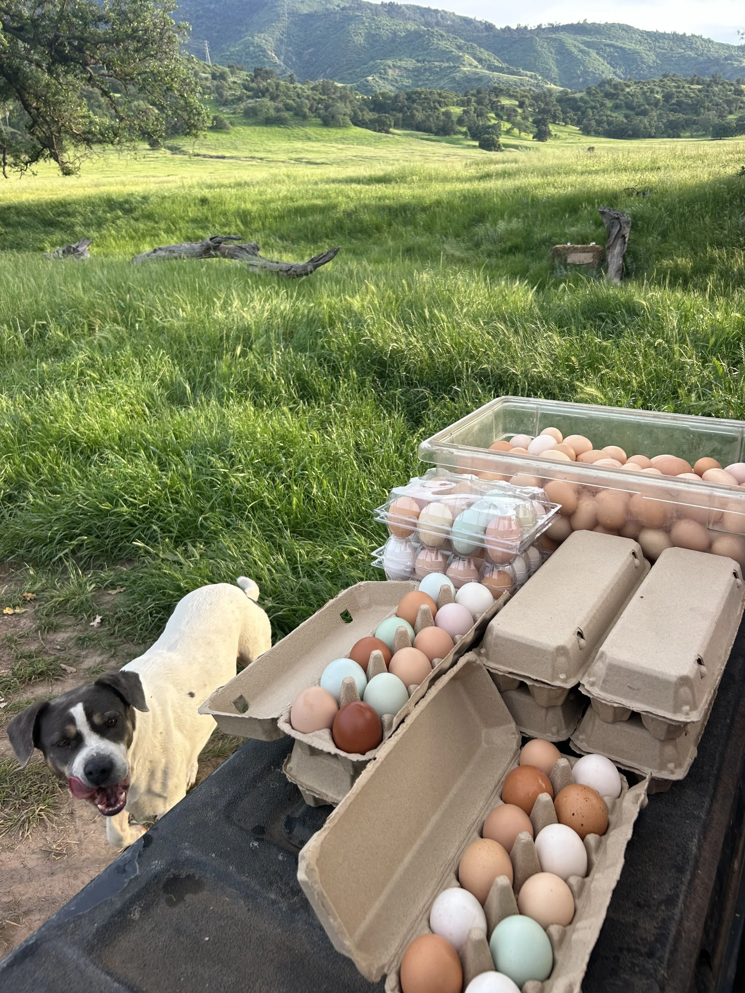 ONE DOZEN CORBS ORBS EGGS