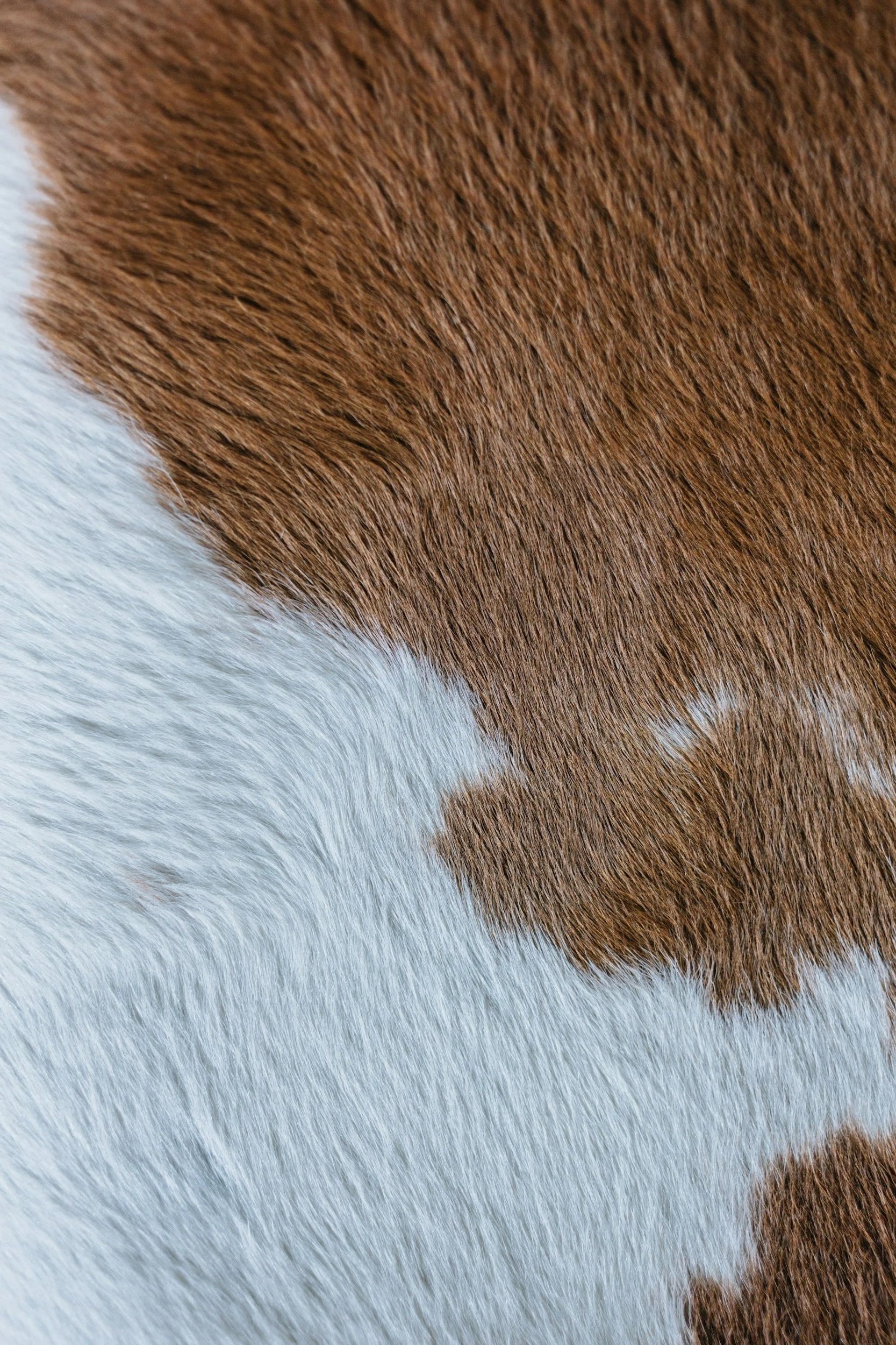 Close-up of animal fur, with brown and white patches.