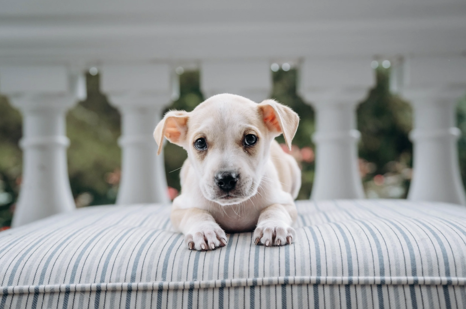 Michelle Miner Photographer in Charlotte - 4.png