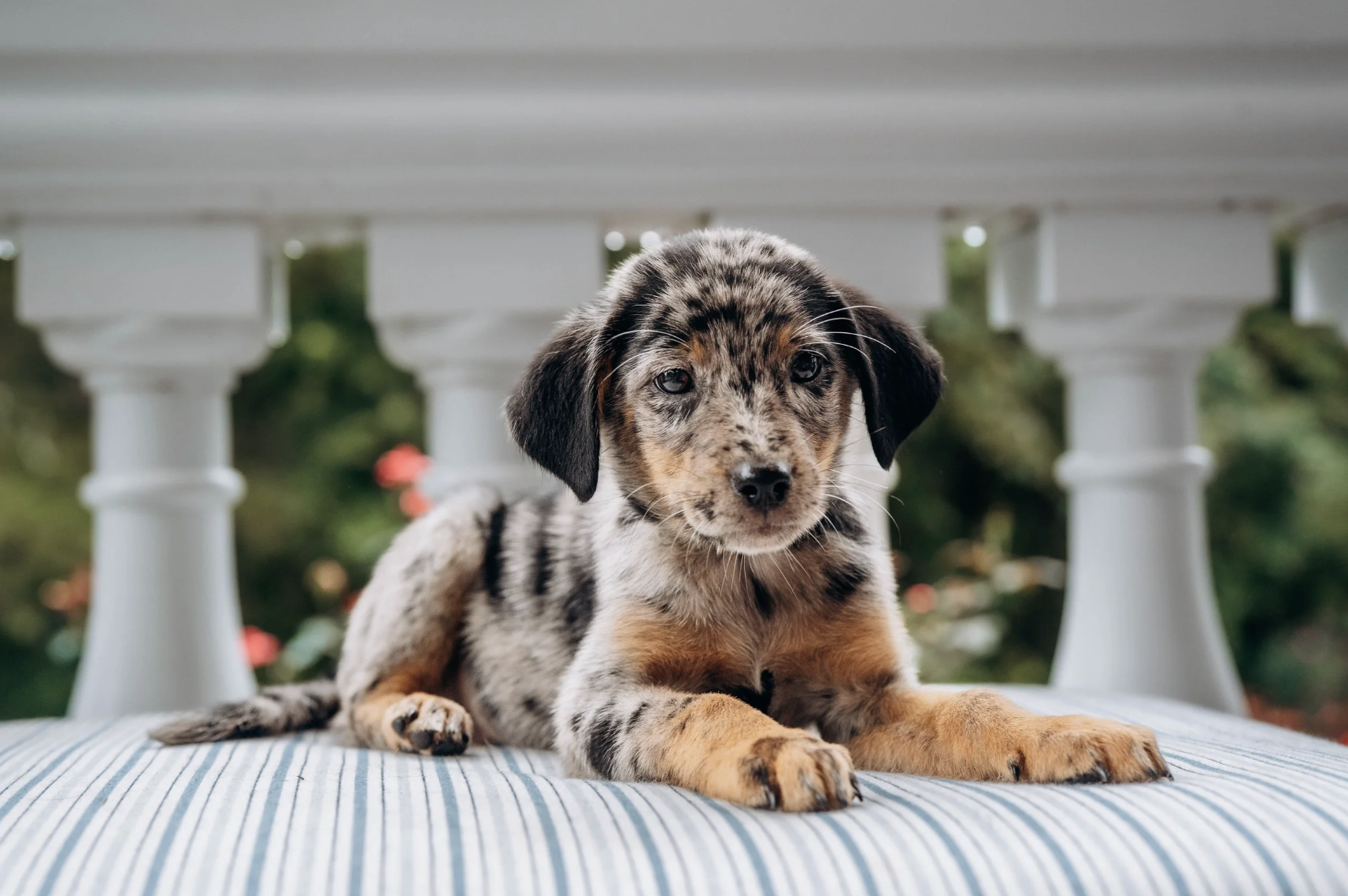 Behind the Cutest Puppy Photos You’ll See All Week Is a Massive Crisis