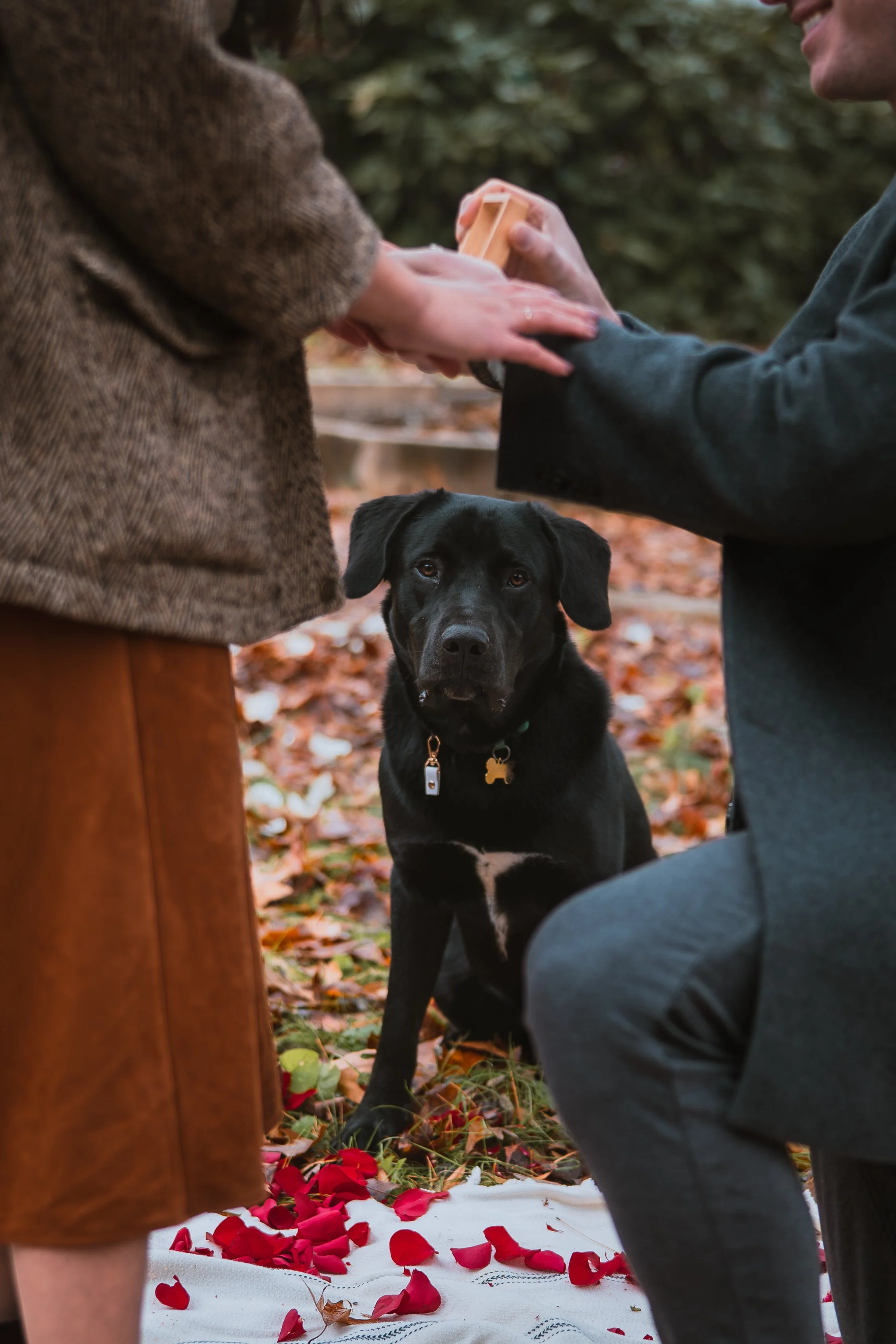 	
Engagement Photography in Charlotte. Proposal Photography in Charlotte. Wedding Photography in Charlotte. Elopement photography in Charlotte.
