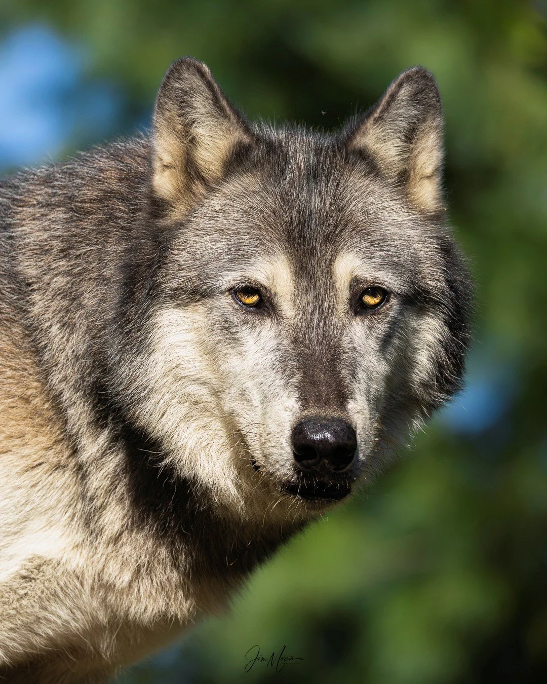 Wolf 1.jpg