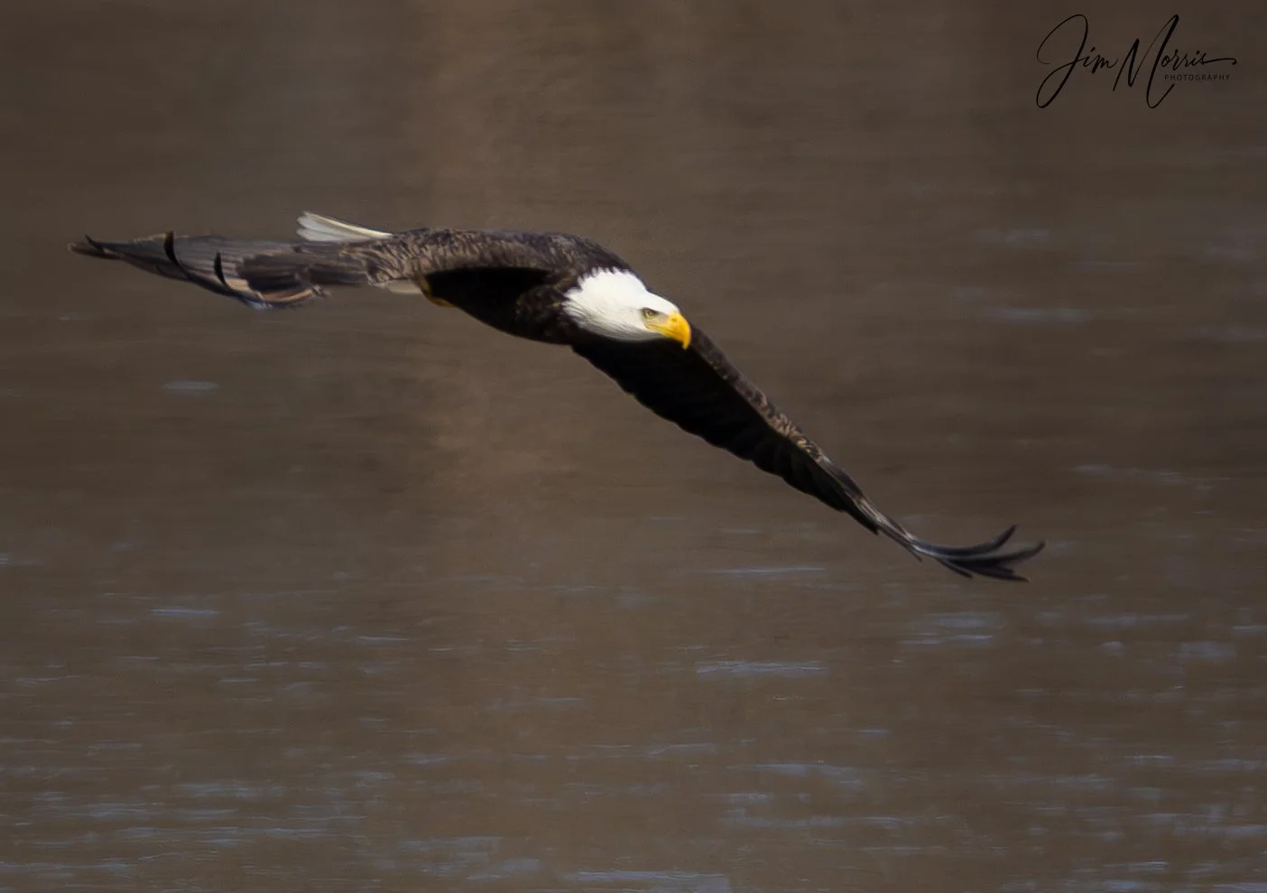 A bald eagle in flight.