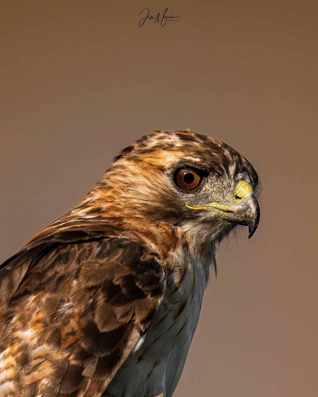 Red Tailed Hawk 