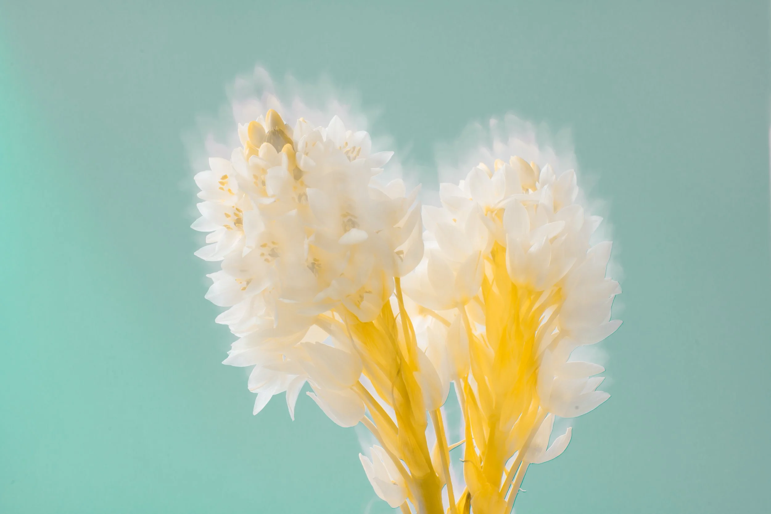 SN_FLEUR_3-23.jpg