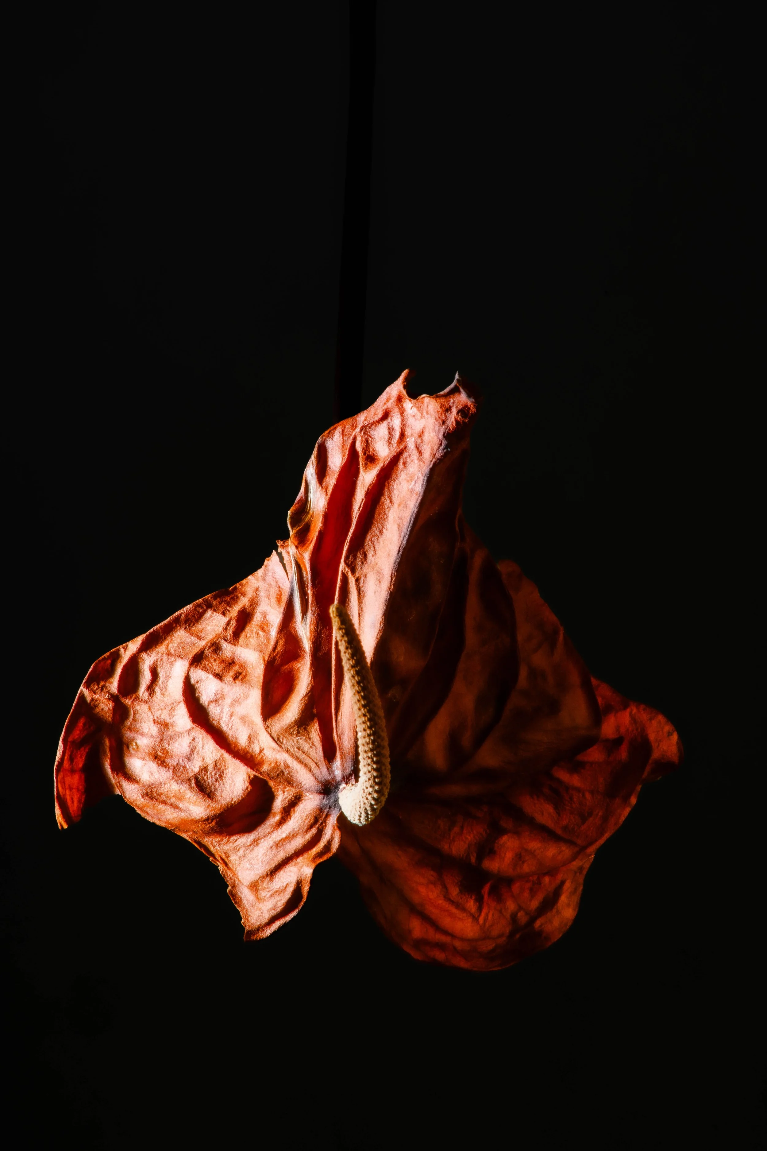 SN_12.25_FLEURS_MTL-93-2.jpg