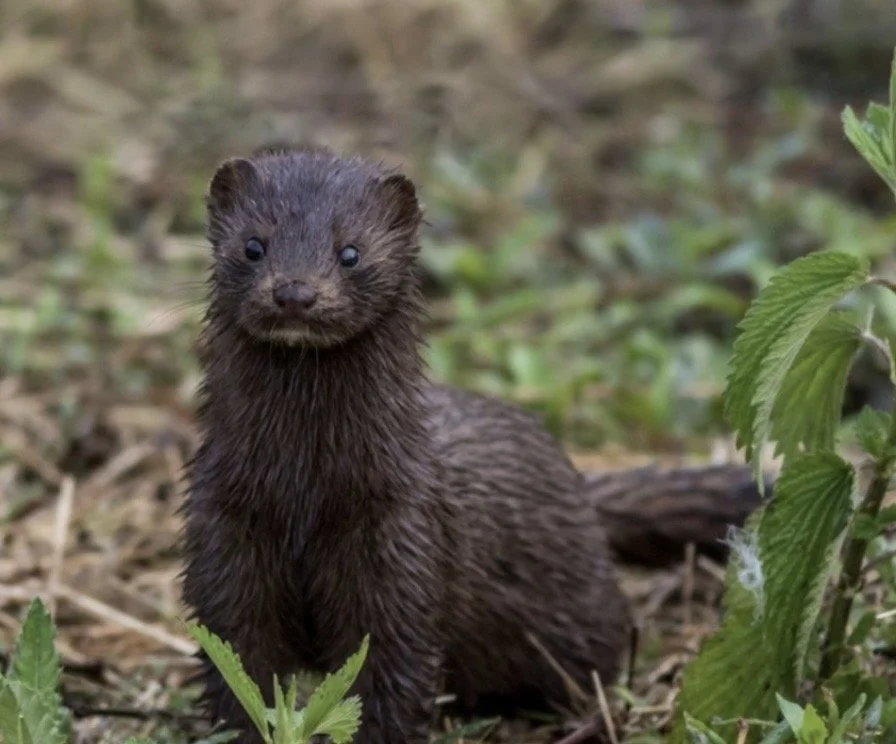 Mink1.jpg